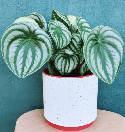 Leavenworth Pot - The Plant Lady SF