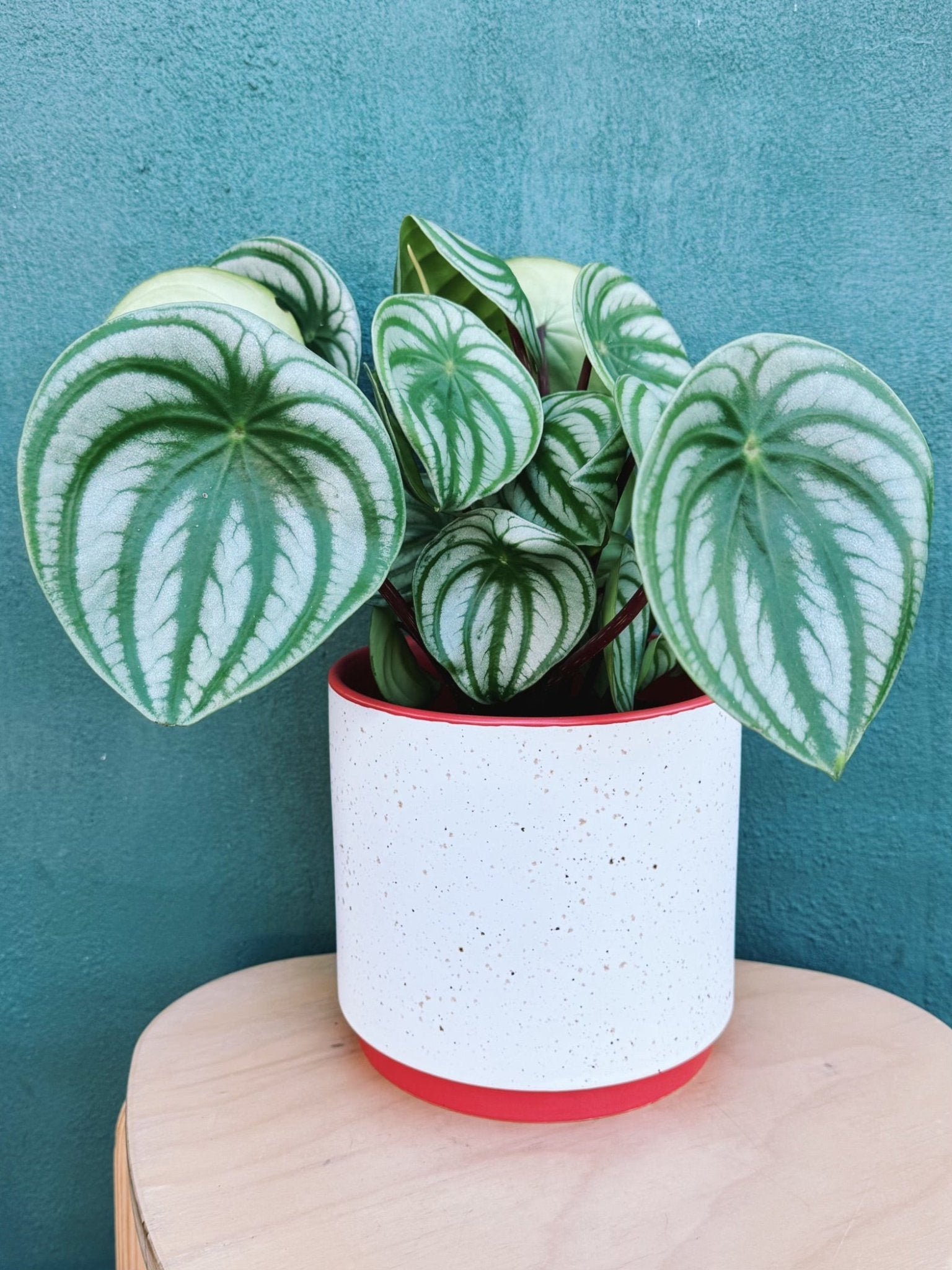 Leavenworth Pot - The Plant Lady SF