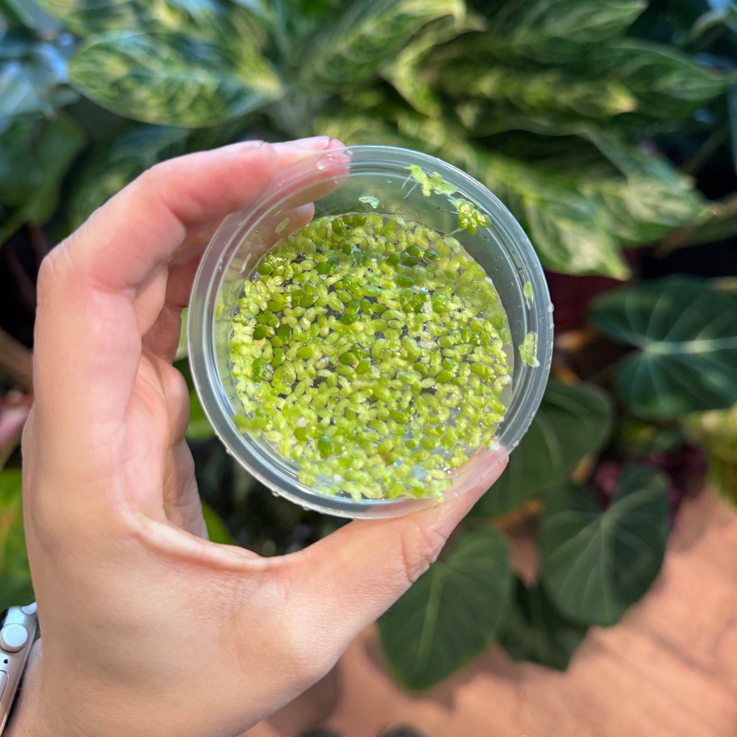 Lemna spp. Duckweed in salsa cup - The Plant Lady SF