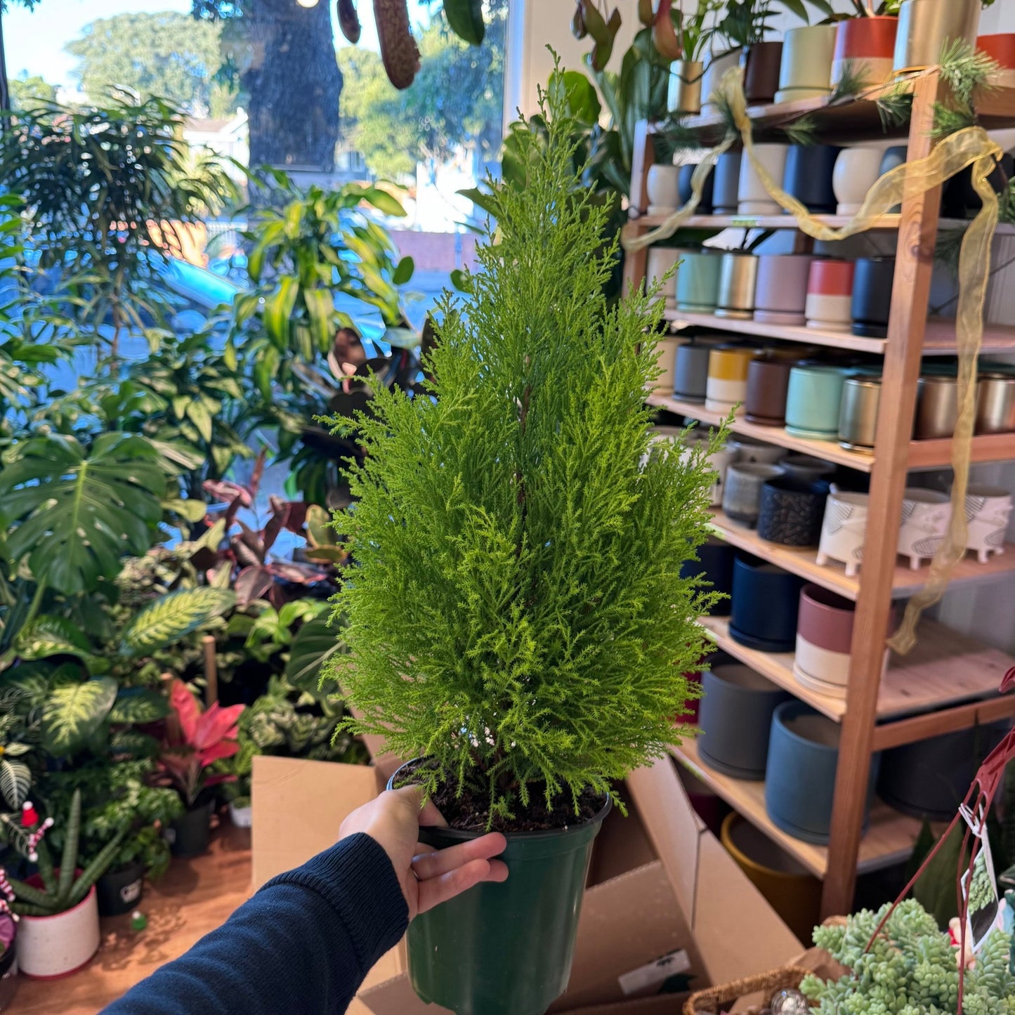 Lemon Cypress - The Plant Lady SF