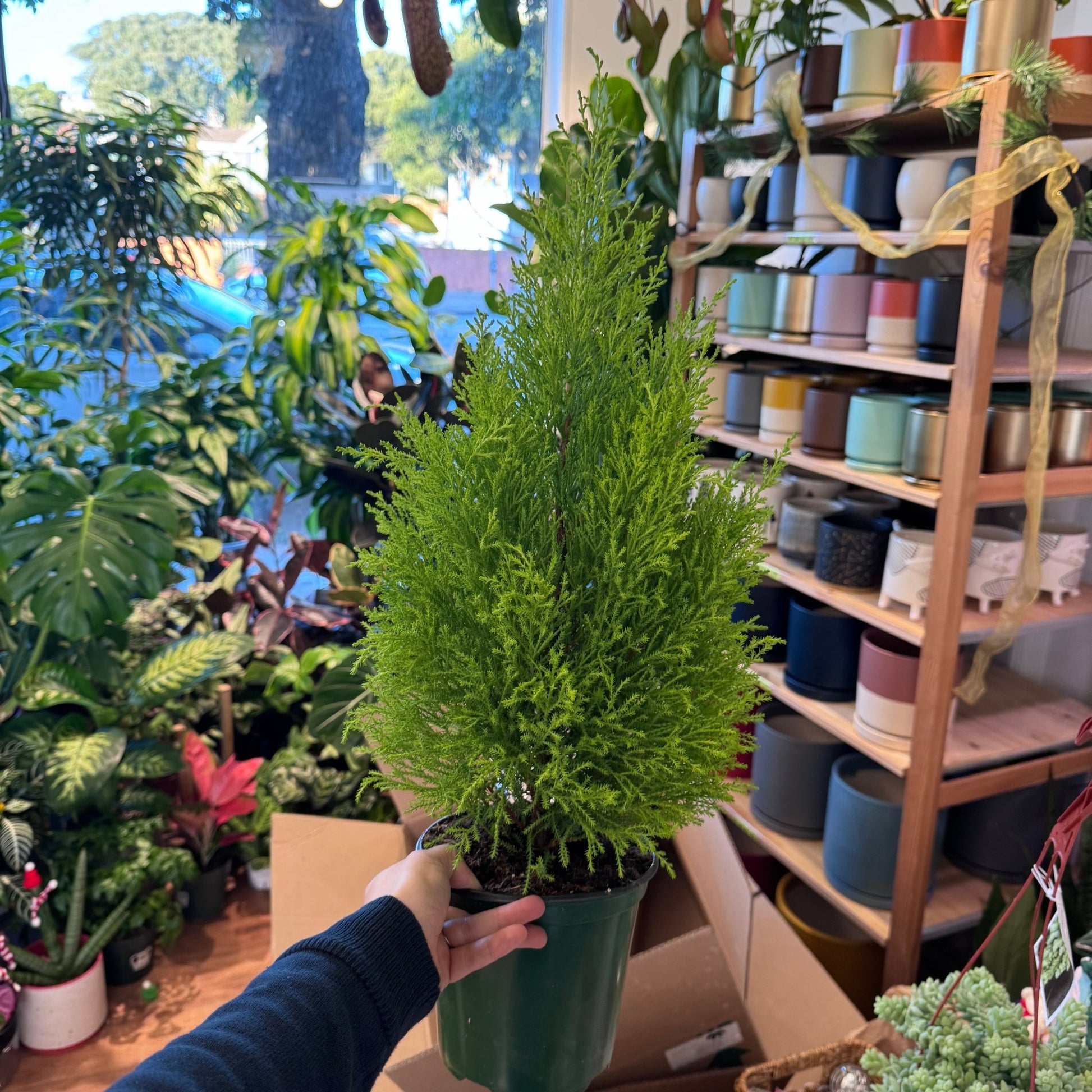 Lemon Cypress - The Plant Lady SF