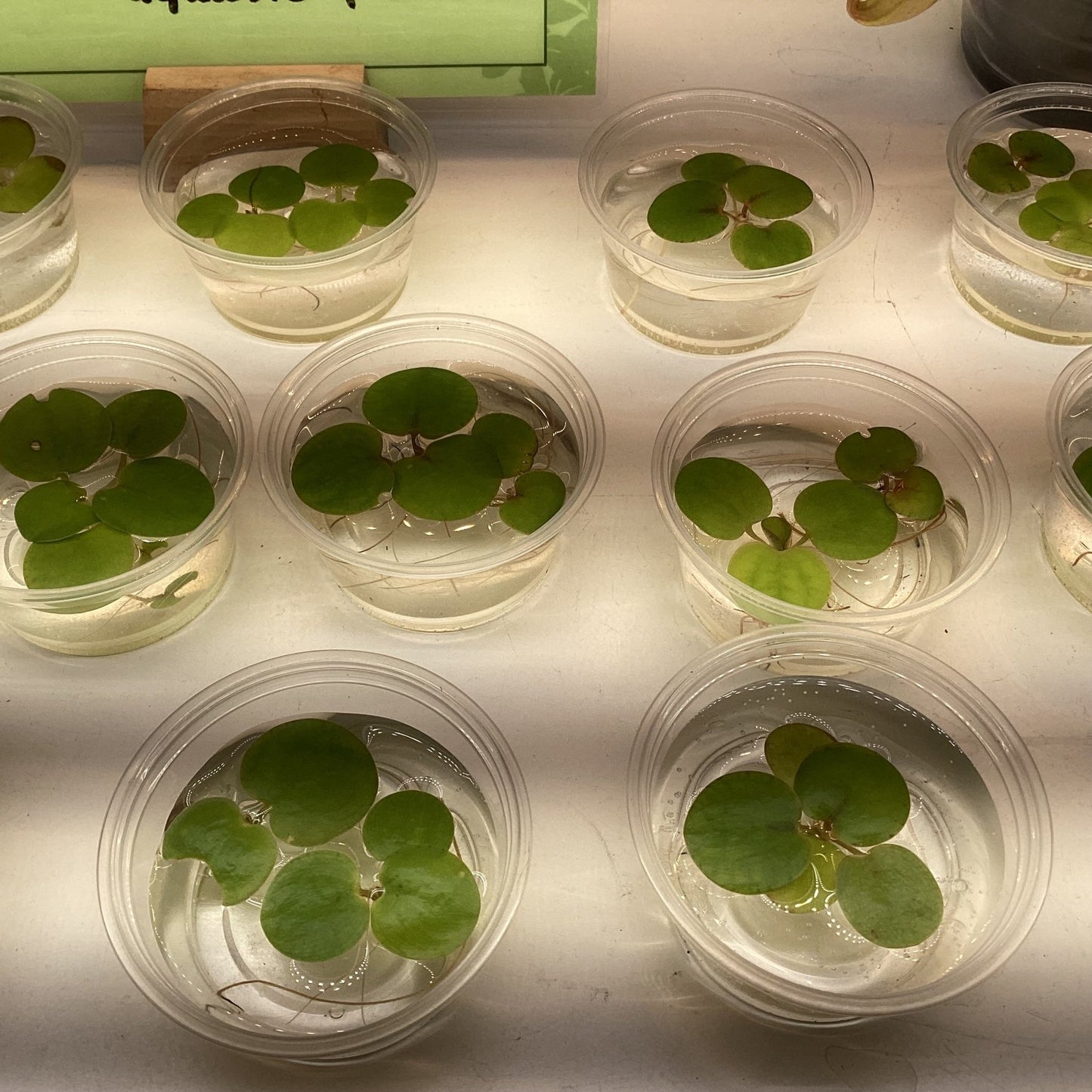 Limnobium laevigatum (Amazon Frogbit) - The Plant Lady SF