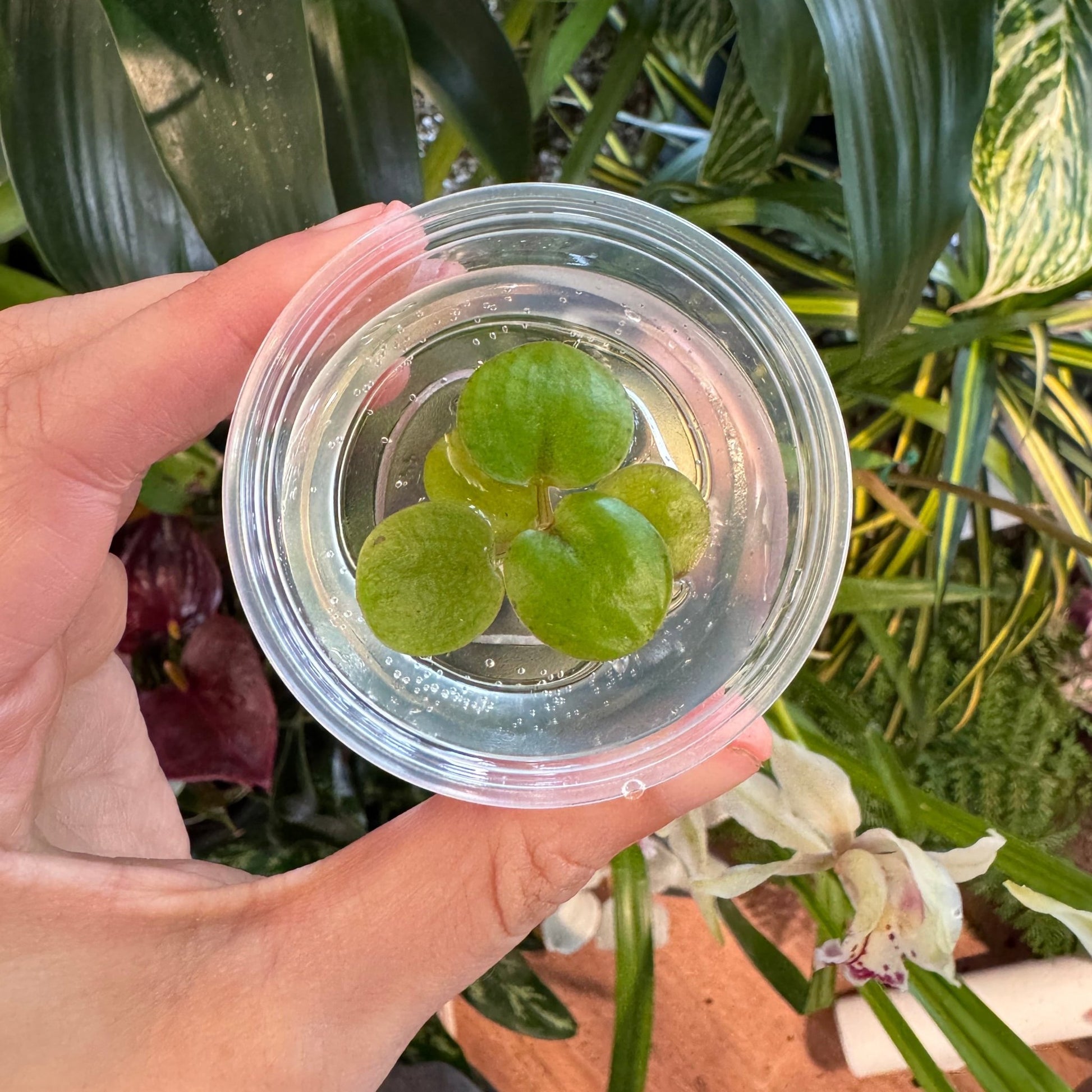 Limnobium laevigatum (Amazon Frogbit) - The Plant Lady SF
