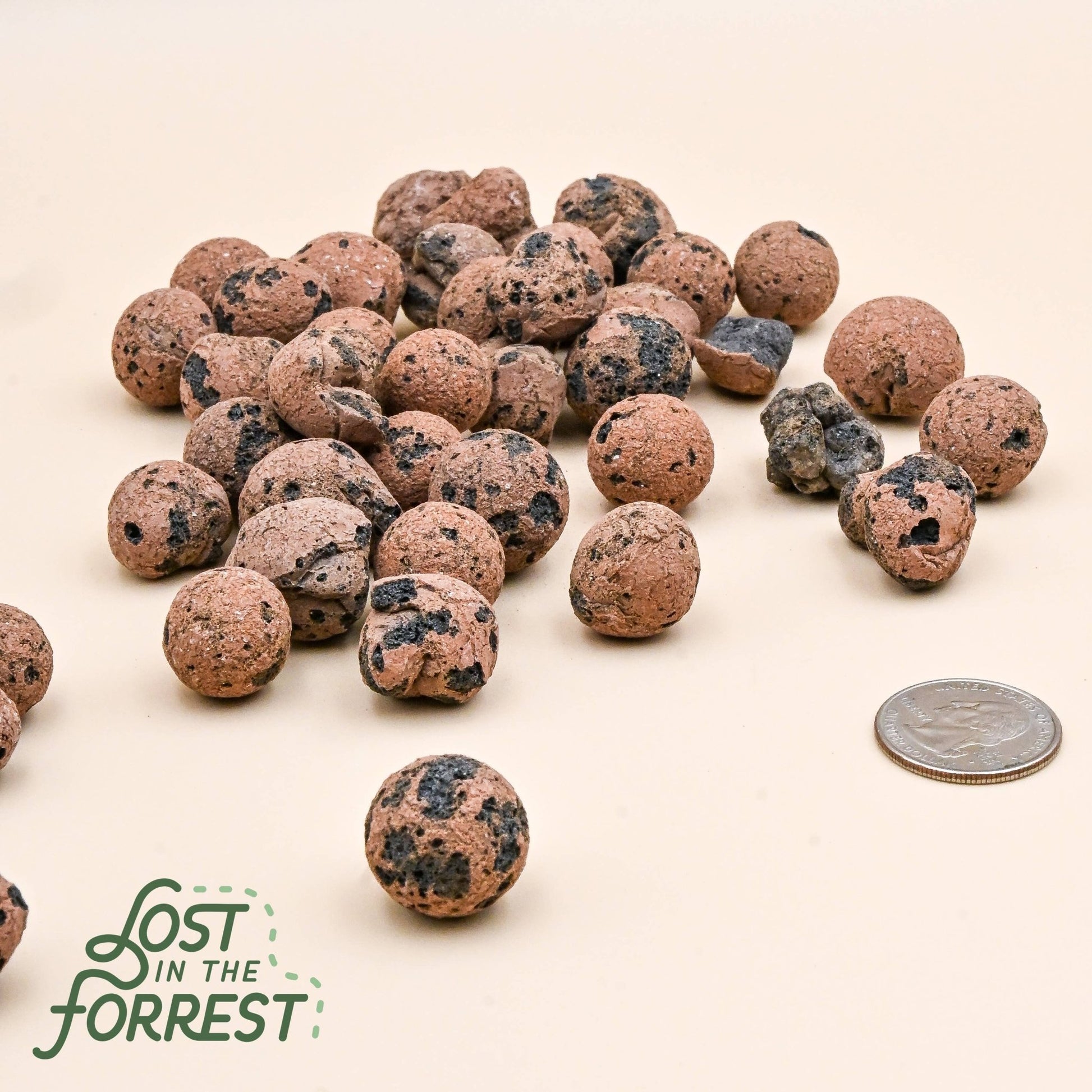 LITF Leca: Small - The Plant Lady SF