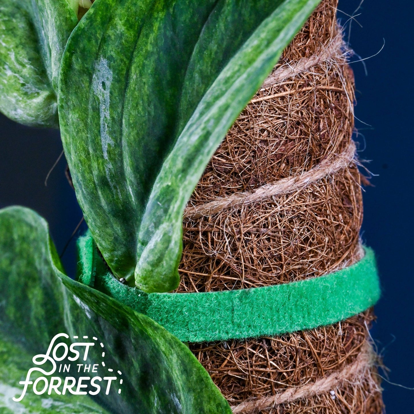LITF Stackable Coir Pole - The Plant Lady SF