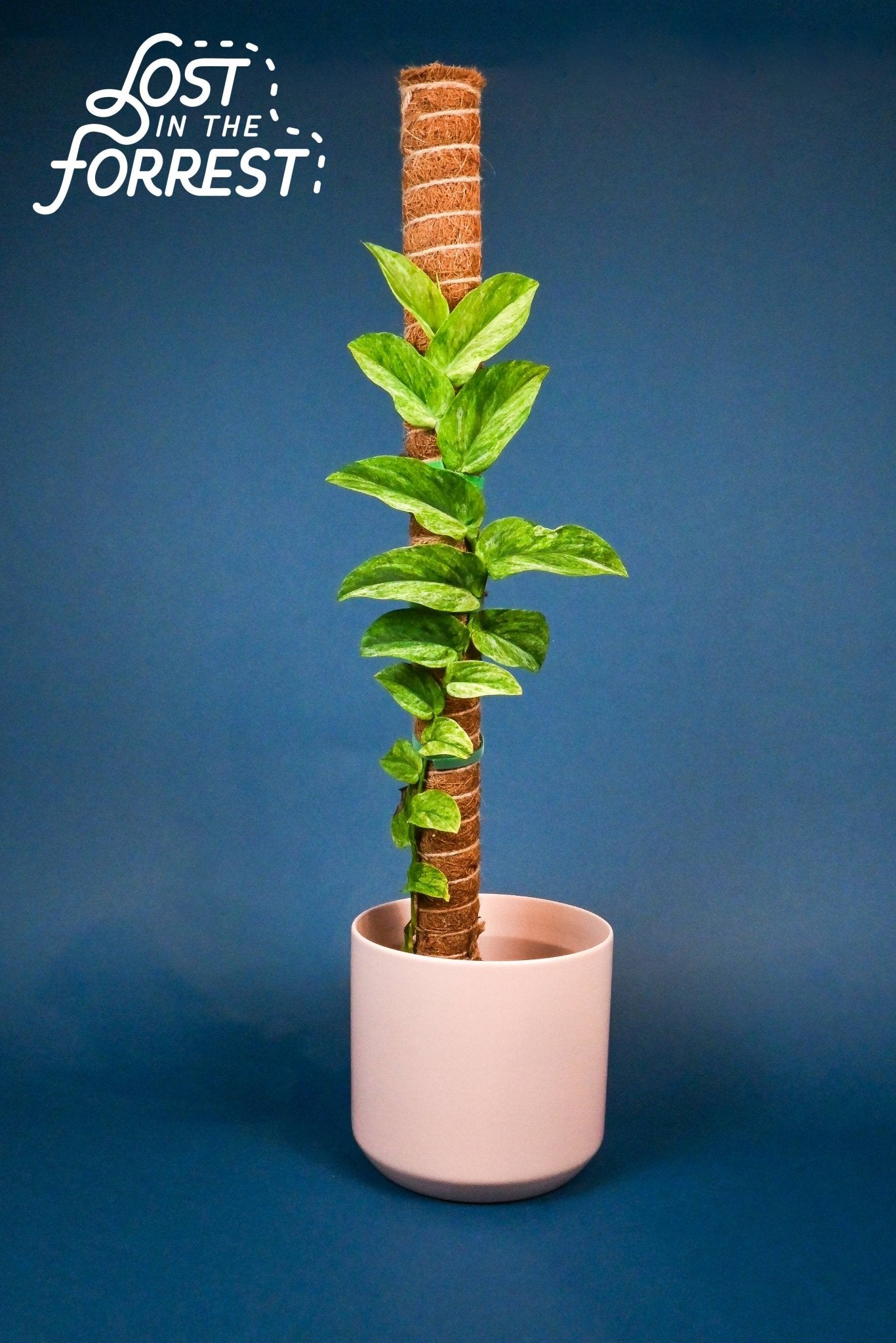 LITF Stackable Coir Pole - The Plant Lady SF