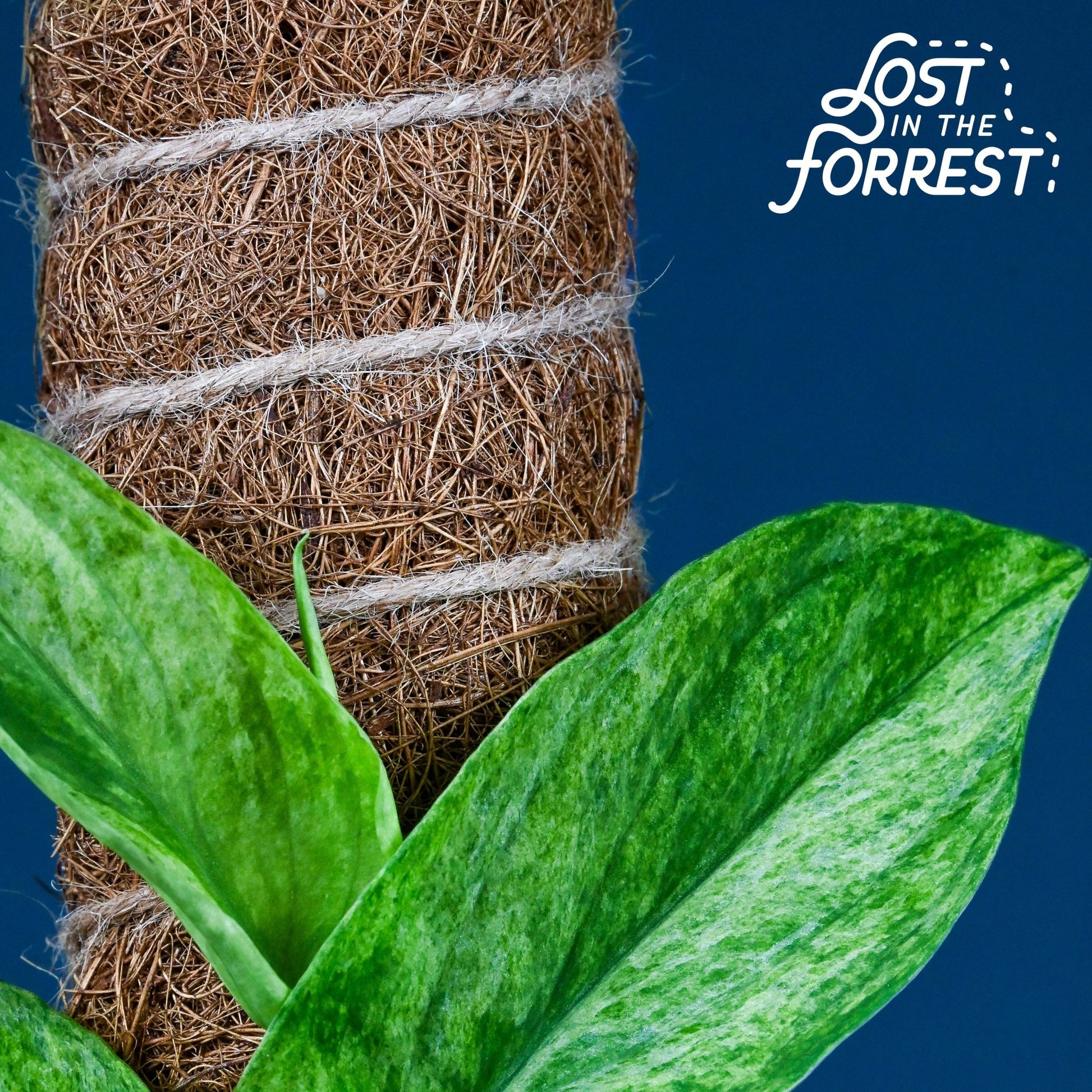 LITF Stackable Coir Pole - The Plant Lady SF