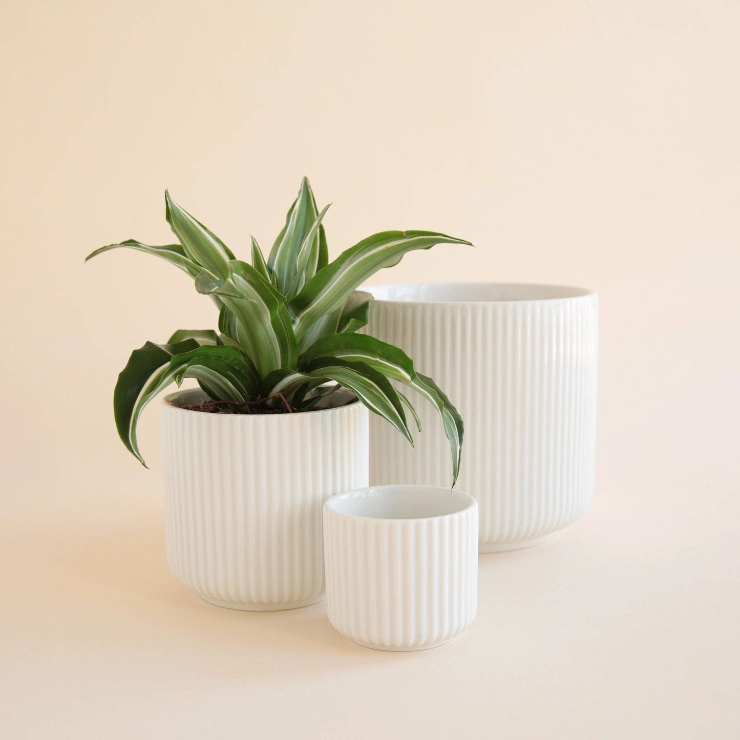 Lucy Pot | White: 3 inch - The Plant Lady SF