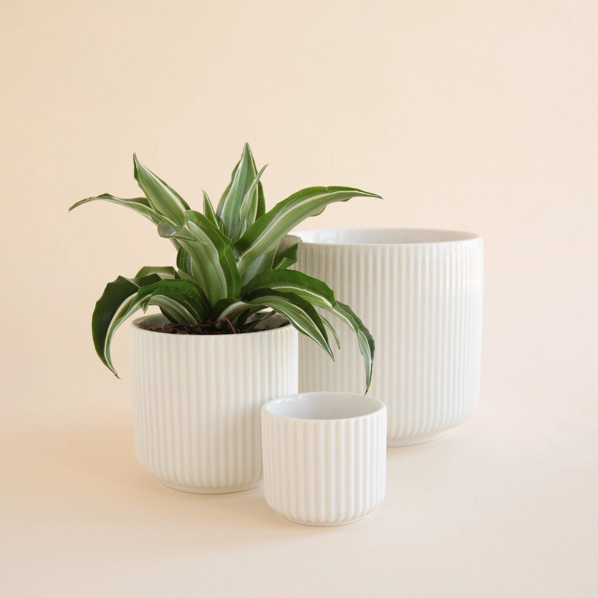 Lucy Pot | White: 3 inch - The Plant Lady SF