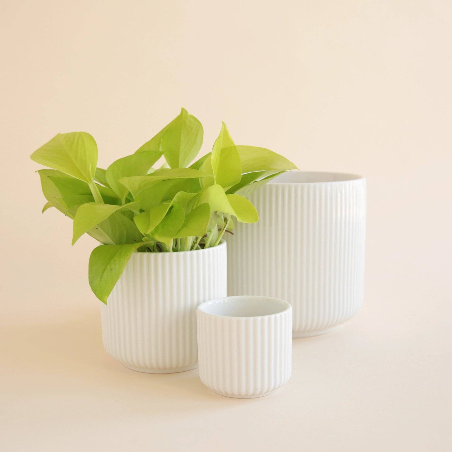 Lucy Pot | White: 3 inch - The Plant Lady SF