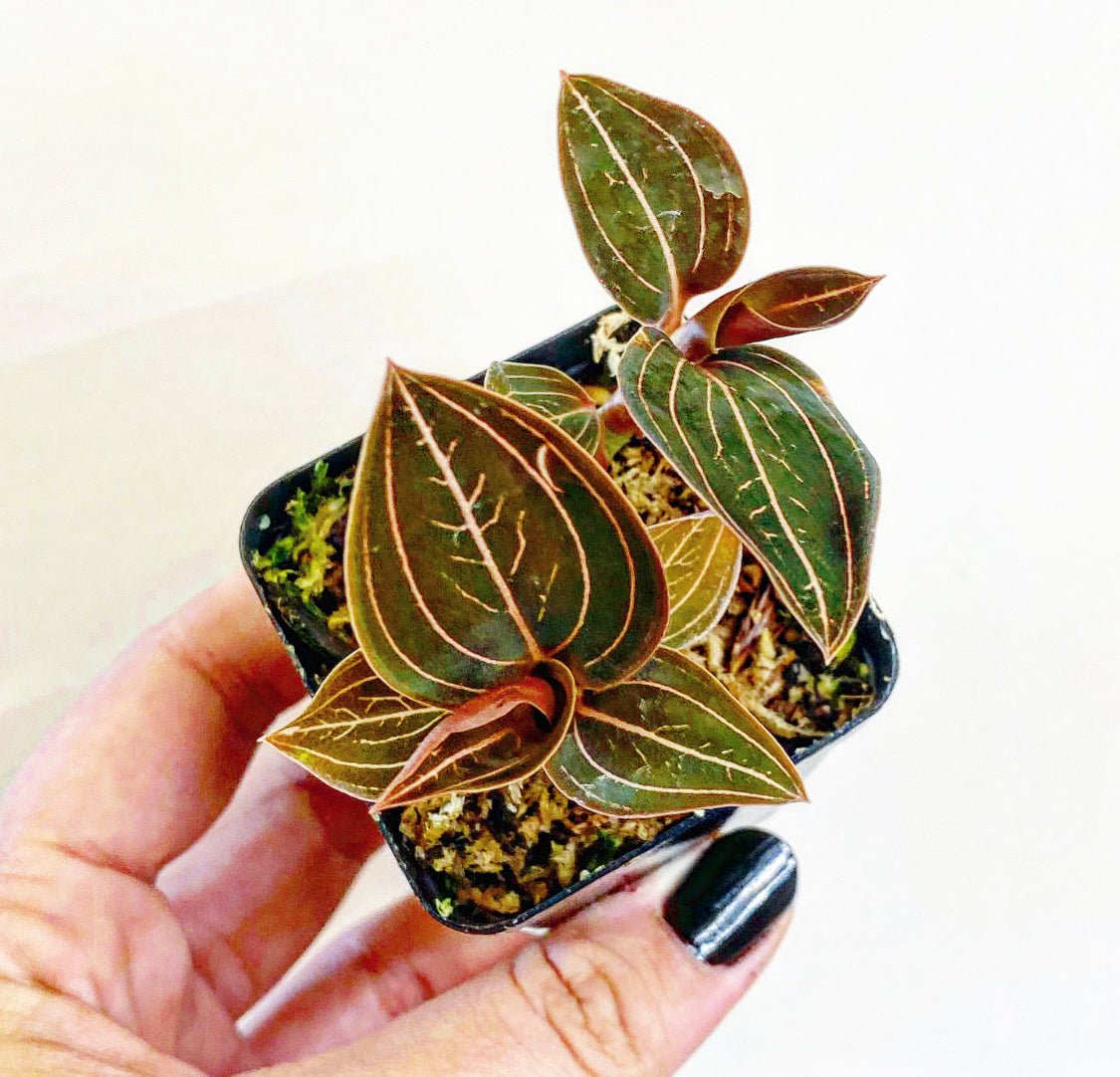 Ludisia discolor (Jewel Orchid) - The Plant Lady SF
