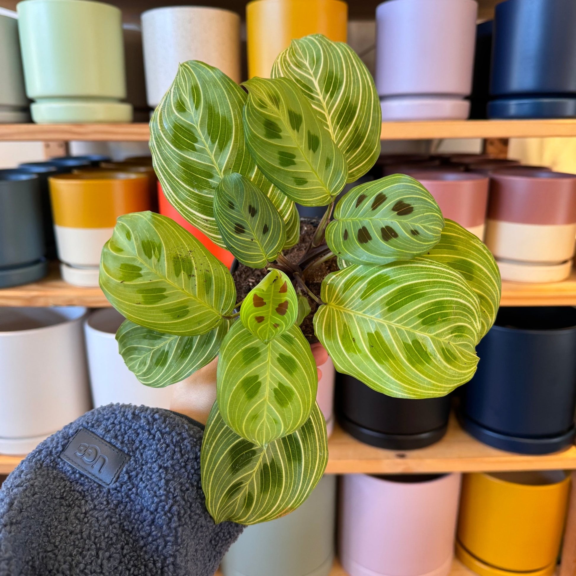 Maranta 'Gold Lines' - The Plant Lady SF
