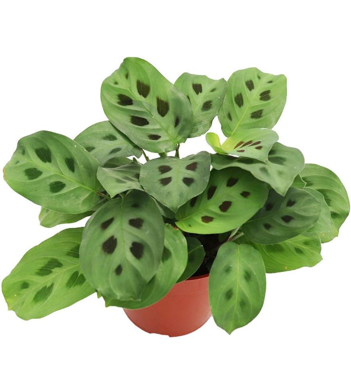 Maranta leuconeura - The Plant Lady SF