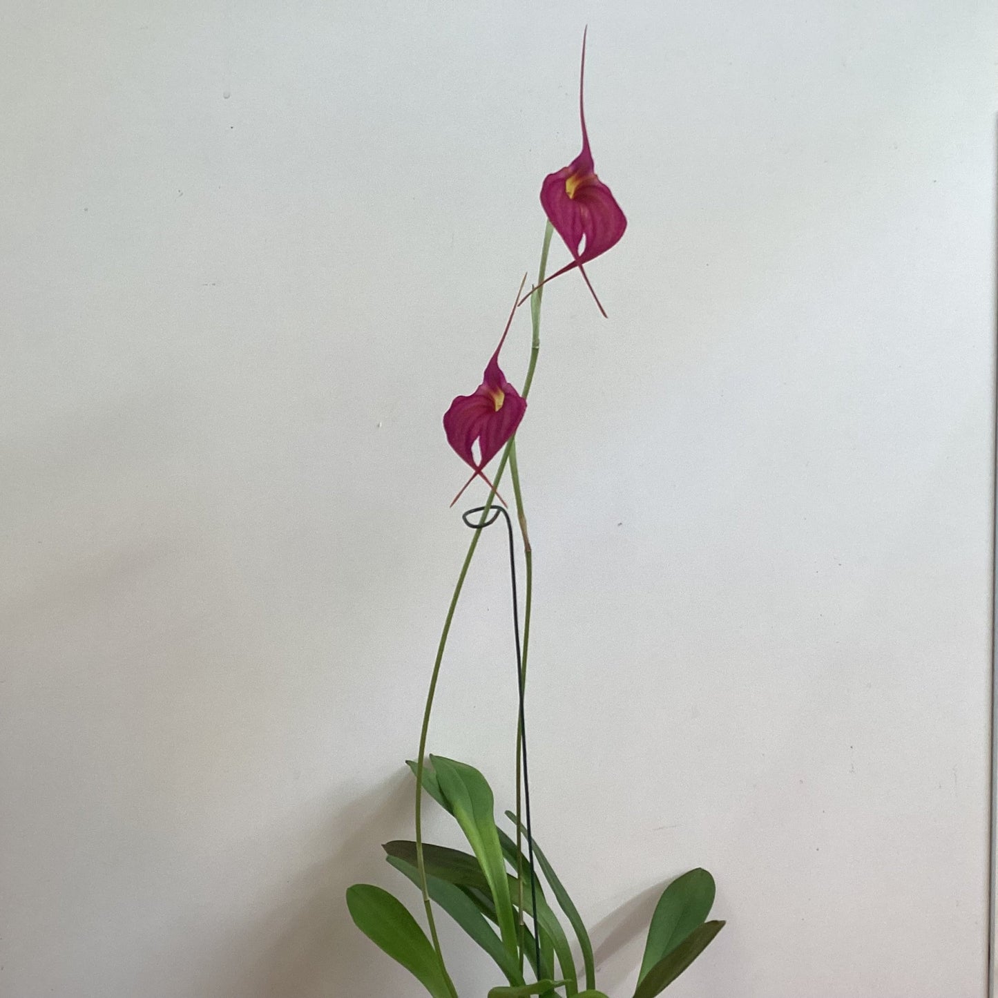 Masdevallia (Amulet x (coccinea ‘Tablazo’)) - The Plant Lady SF