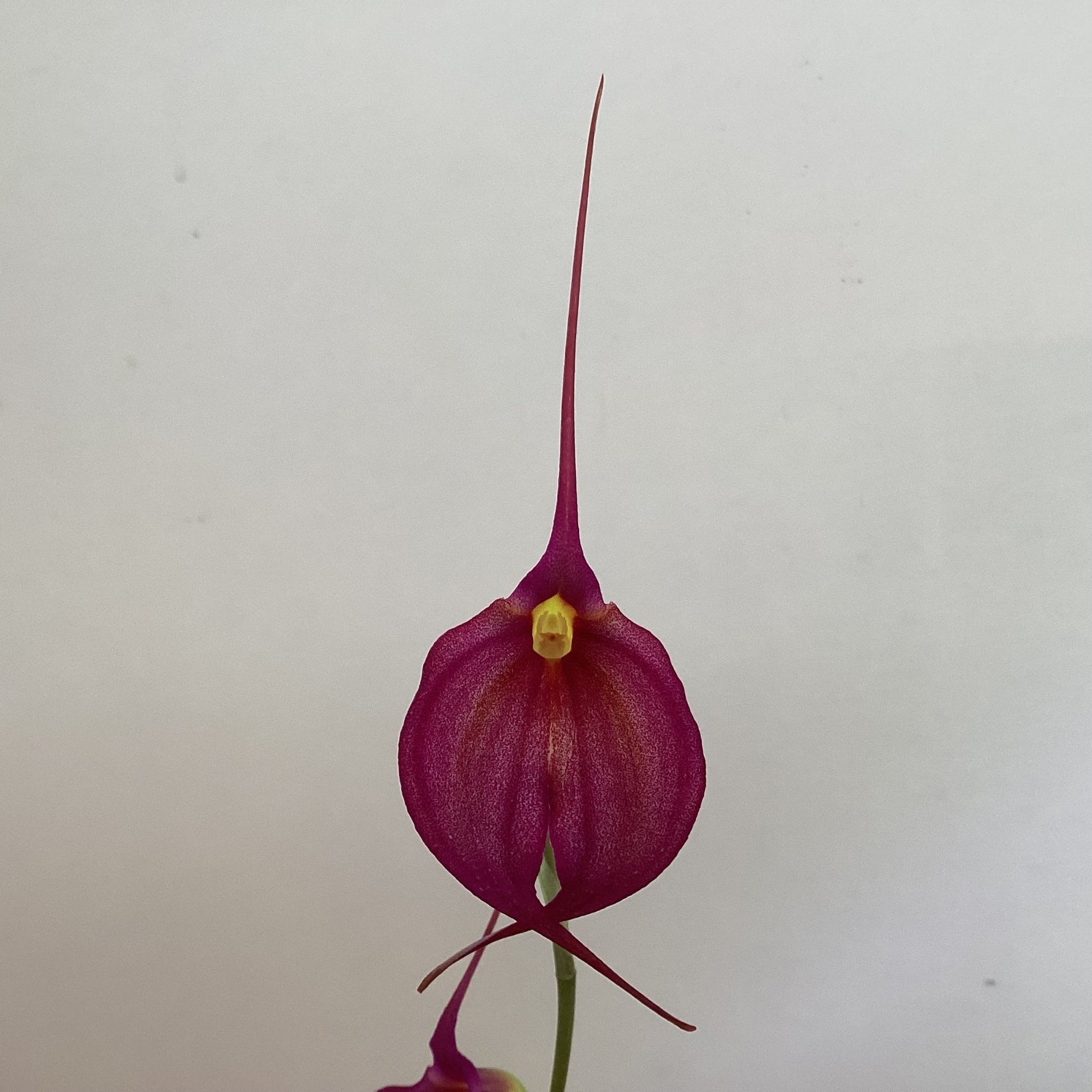 Masdevallia (Amulet x (coccinea ‘Tablazo’)) - The Plant Lady SF