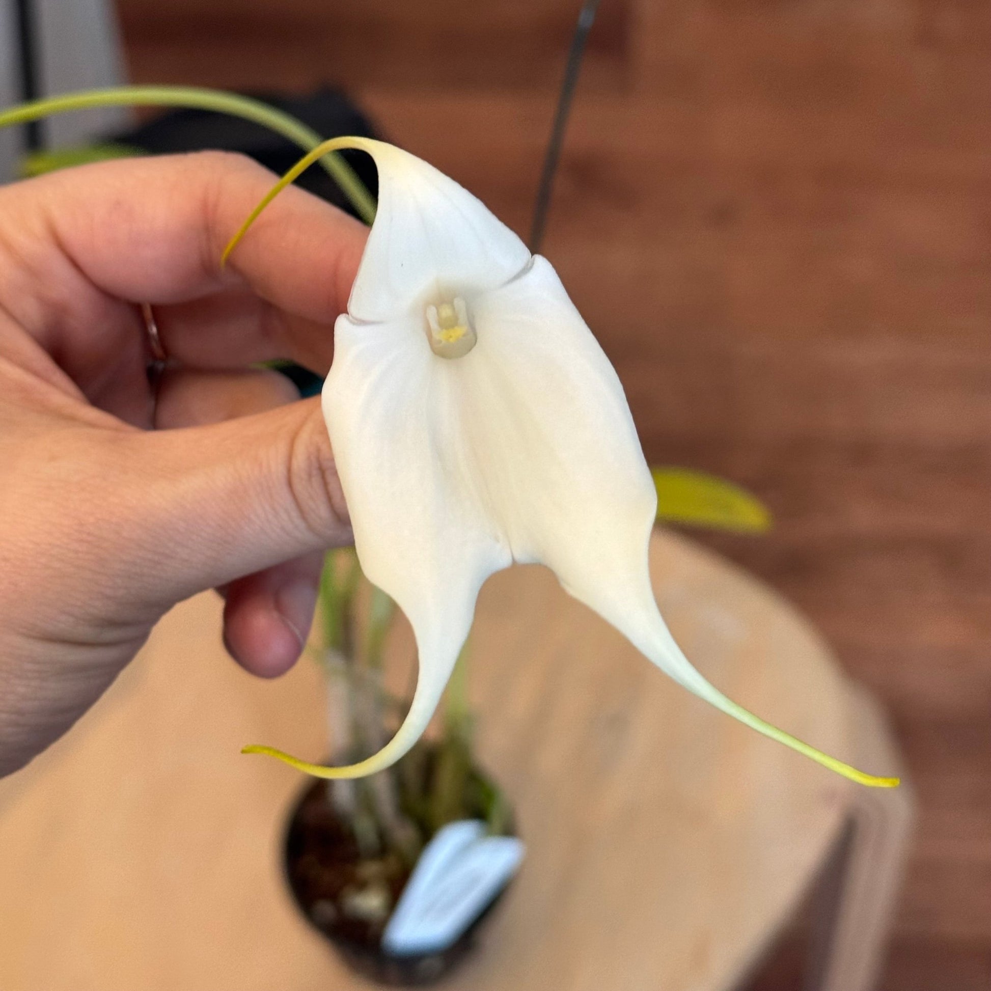 Masdevallia Elena Servi (Red Flamingo x MGH) - The Plant Lady SF