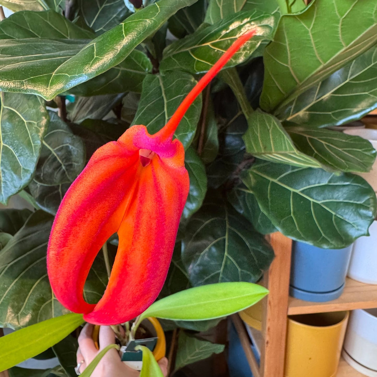 Masdevallia Heathii - The Plant Lady SF