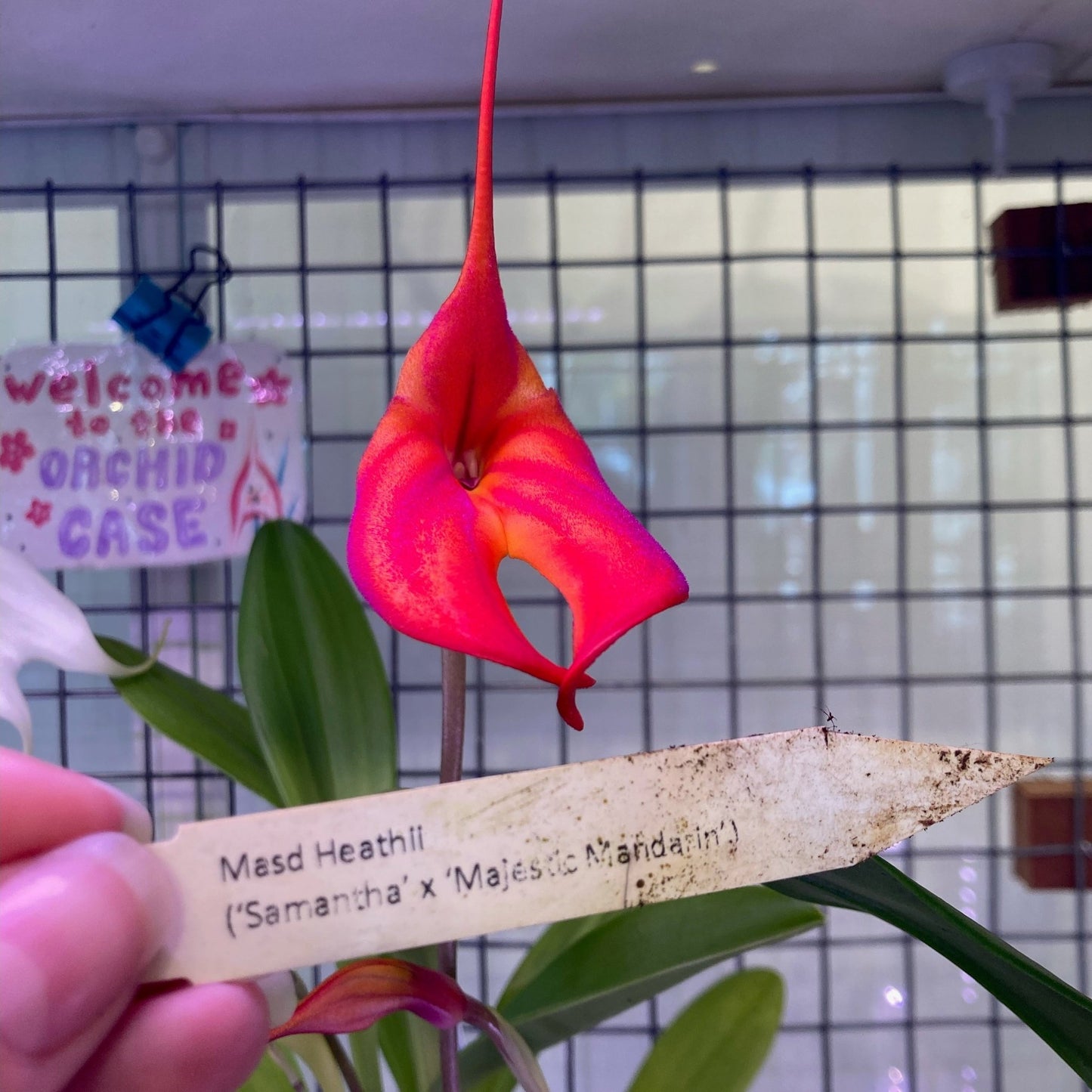 Masdevallia Heathii - The Plant Lady SF