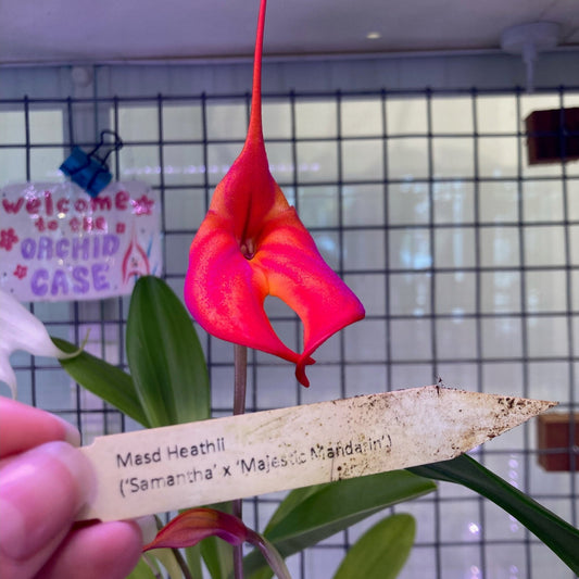 Masdevallia Heathii - The Plant Lady SF