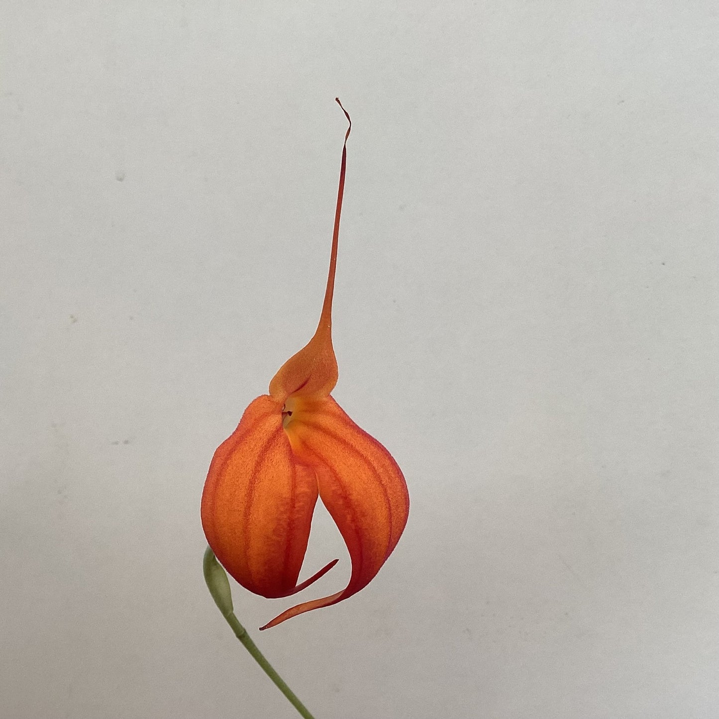 Masdevallia heathii ‘Elena’ - The Plant Lady SF