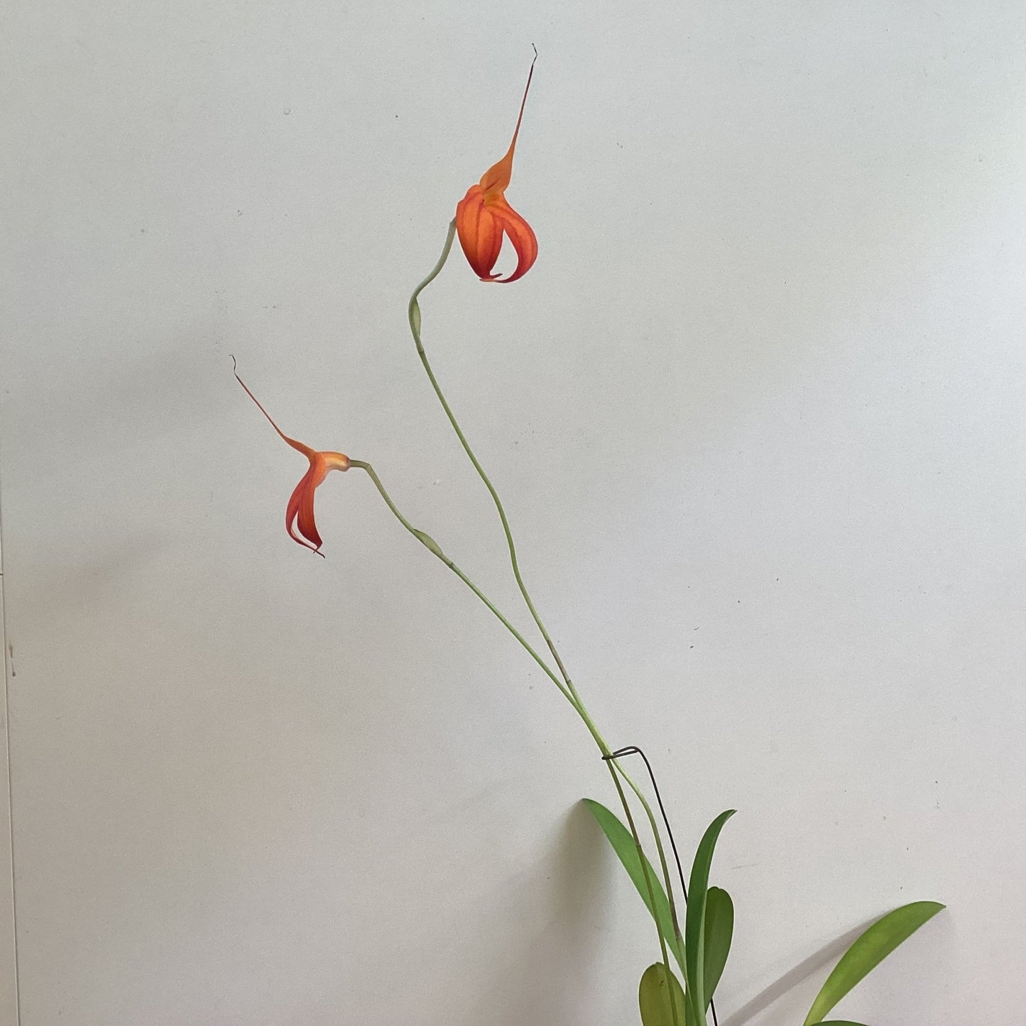 Masdevallia heathii ‘Elena’ - The Plant Lady SF
