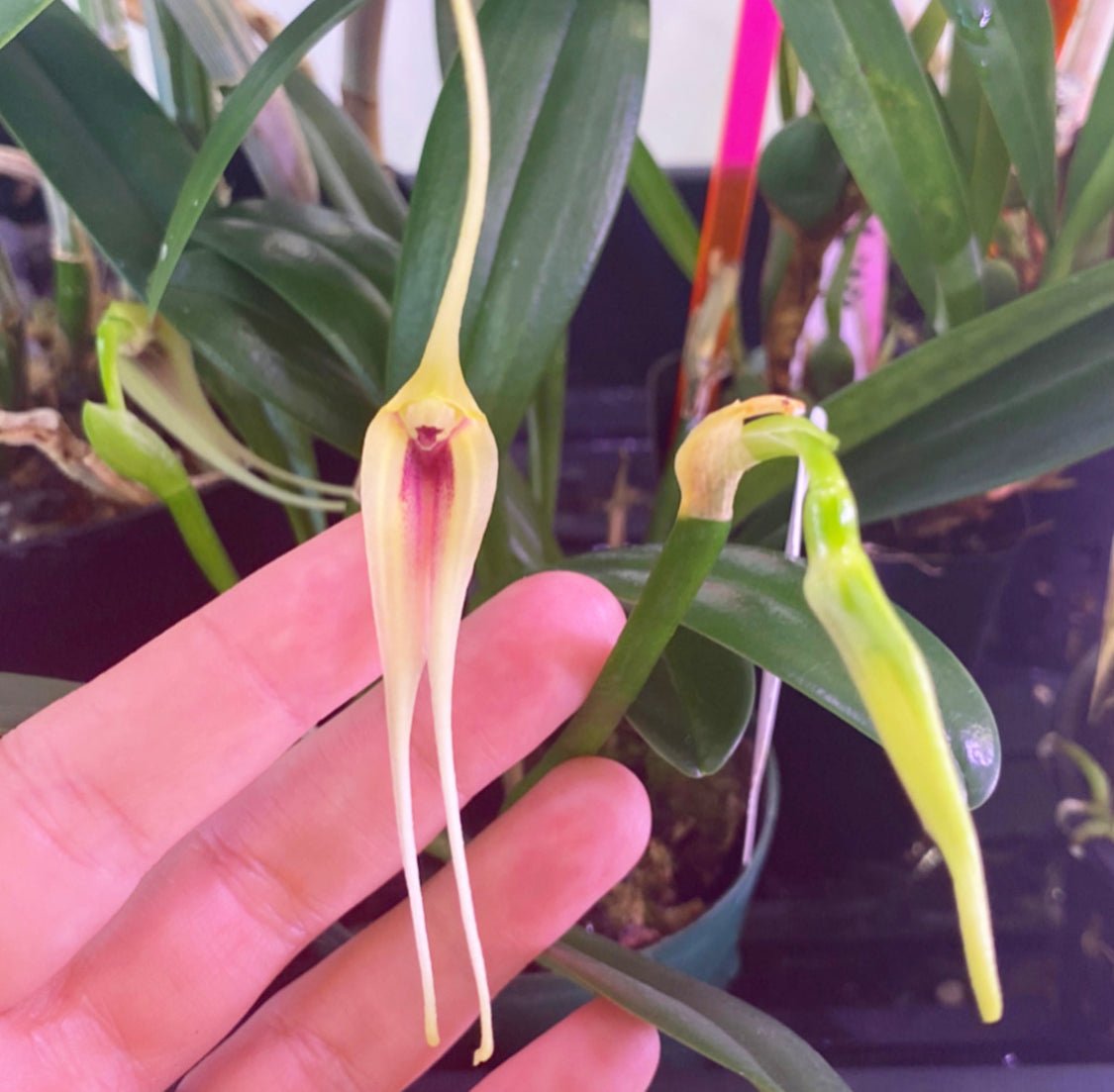 Masdevallia maculata - The Plant Lady SF