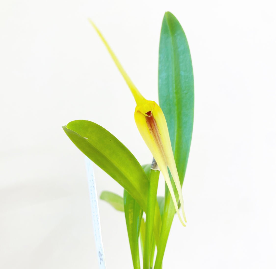 Masdevallia maculata - The Plant Lady SF