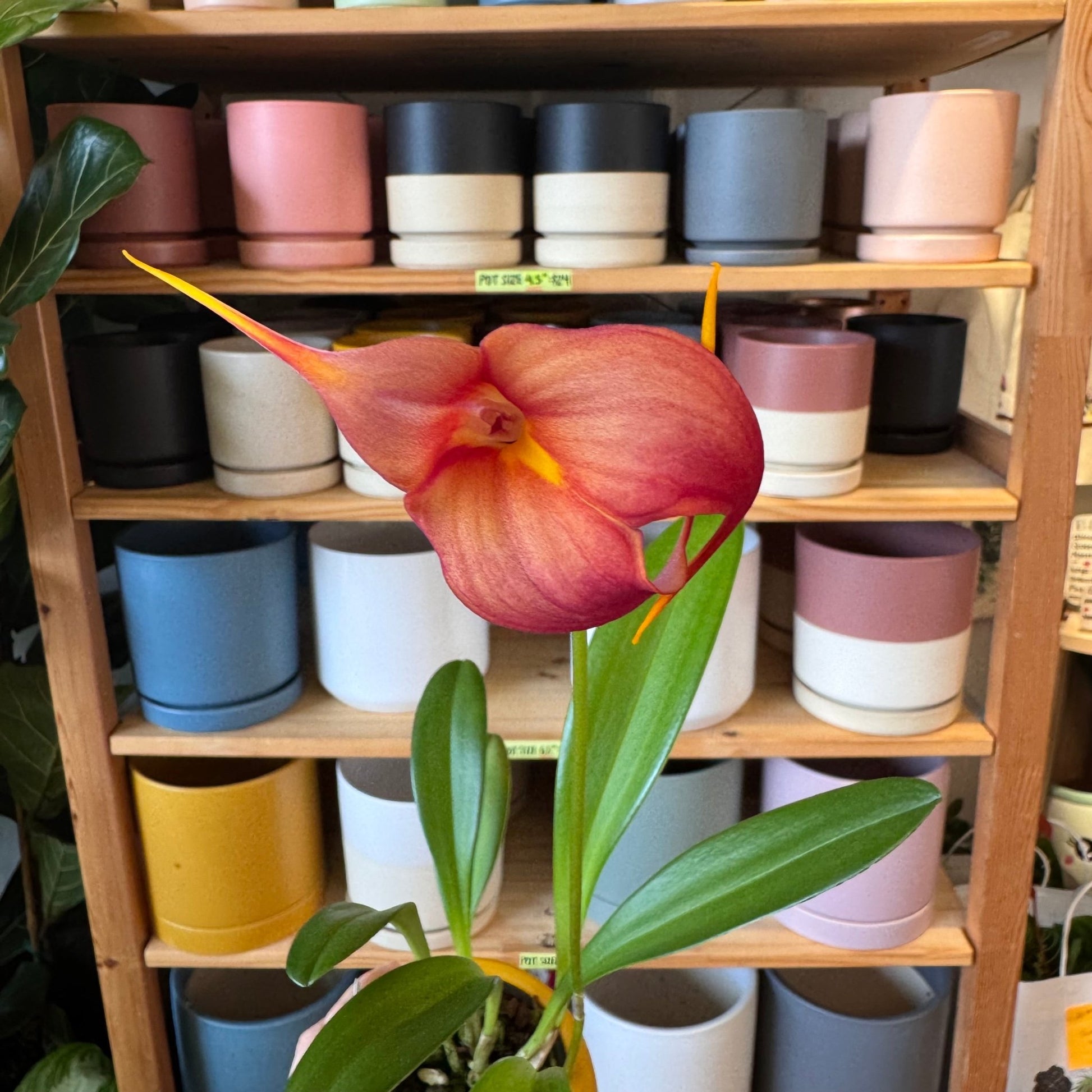 Masdevallia (MGM ‘Isis’ × coccinea ‘Elle’) - The Plant Lady SF