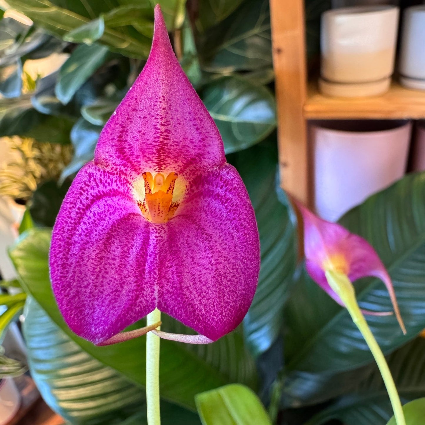 Masdevallia Raymondo de las Andes - The Plant Lady SF