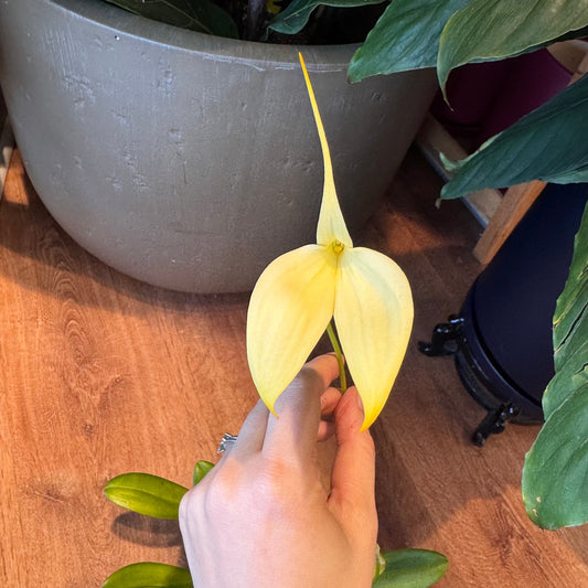 Masdevallia 'Red Flaming' - The Plant Lady SF