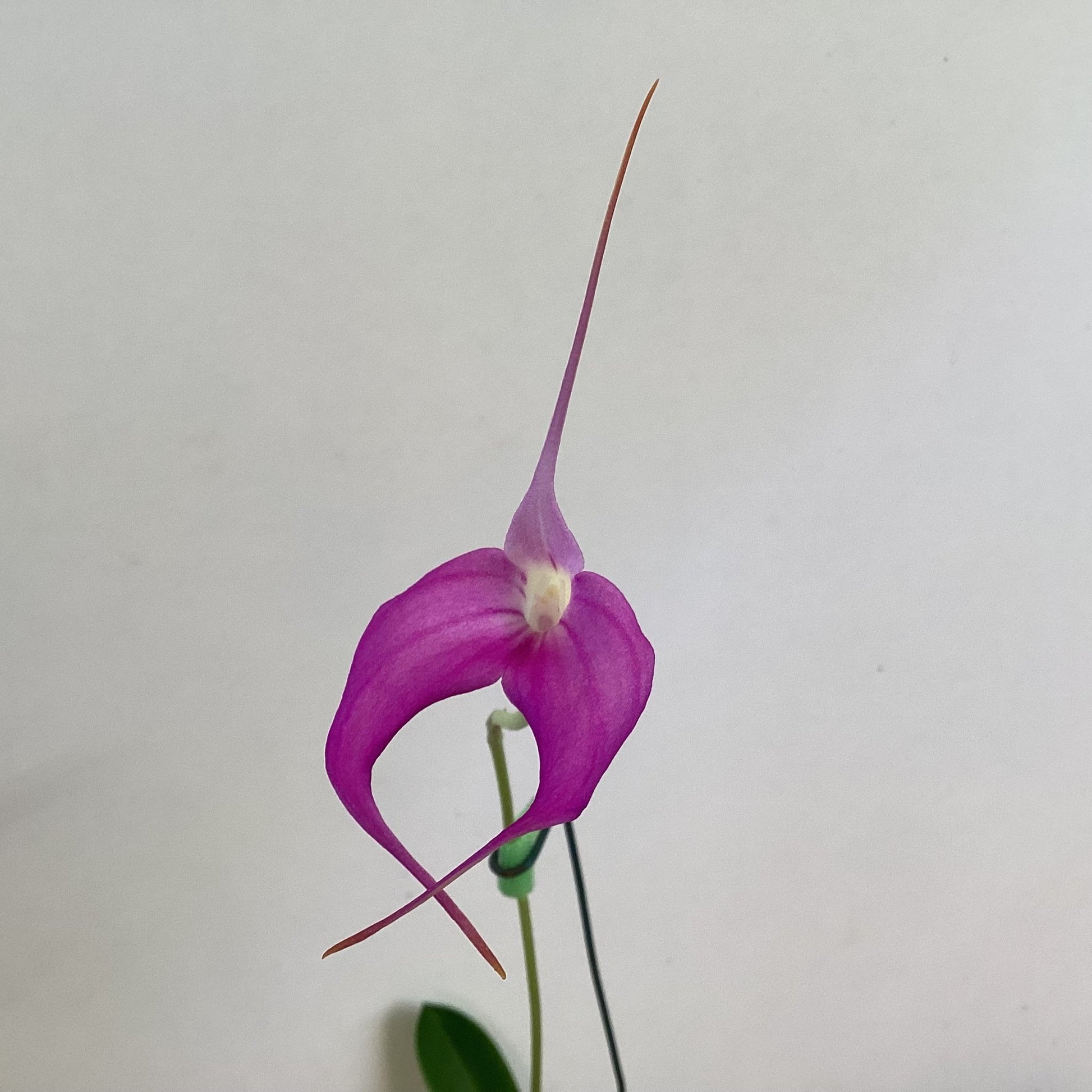 Masdevallia [Red Flamingo ‘R Purple’ x (Myra x Ziegler’s Love)] - The Plant Lady SF
