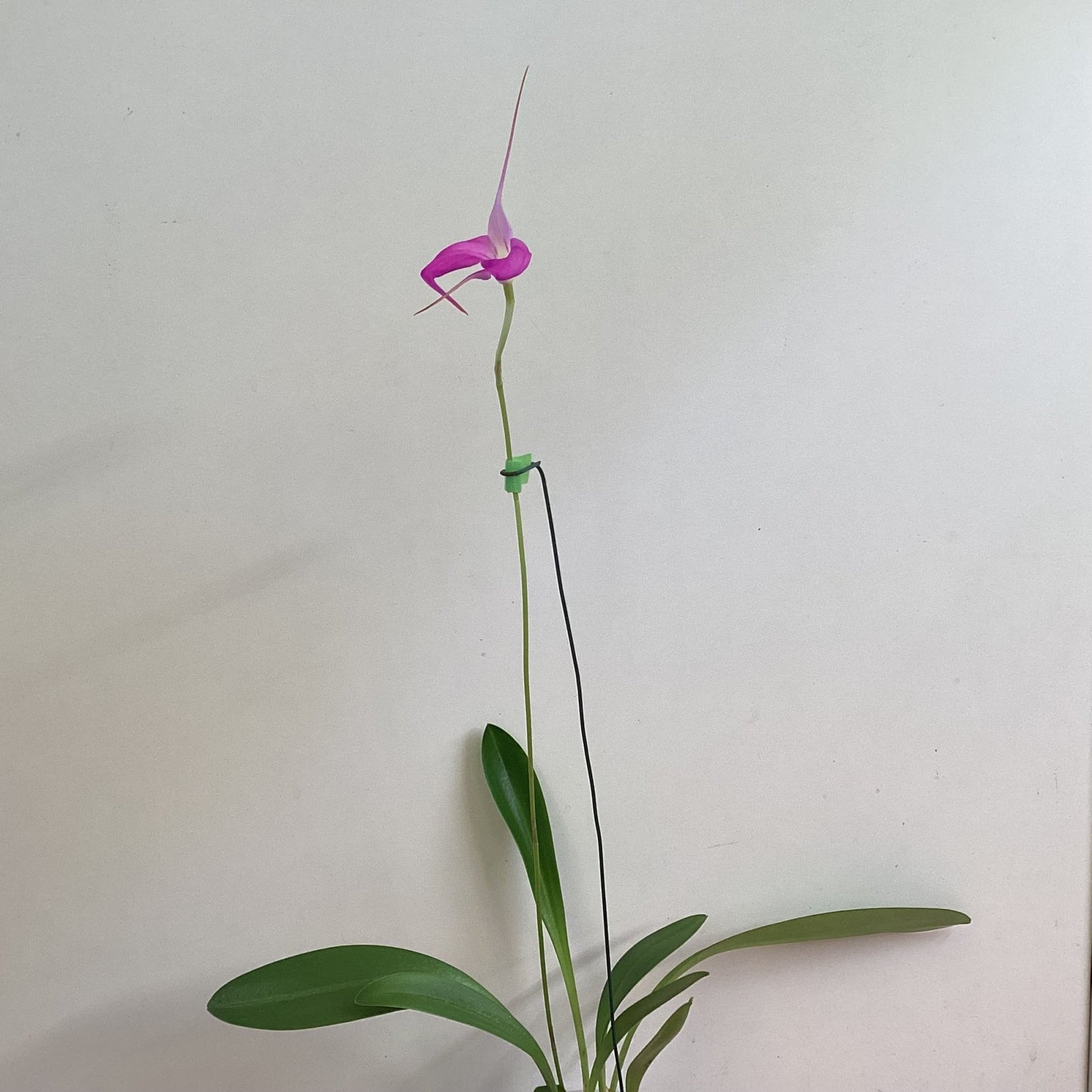 Masdevallia [Red Flamingo ‘R Purple’ x (Myra x Ziegler’s Love)] - The Plant Lady SF