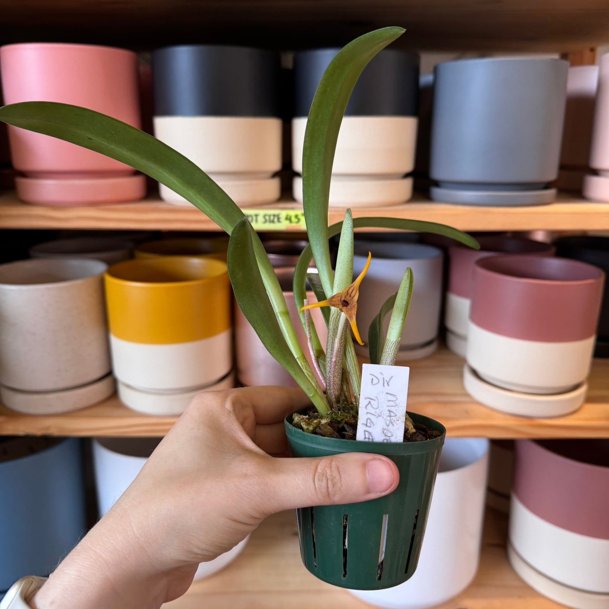 Masdevallia rigens (species) - The Plant Lady SF