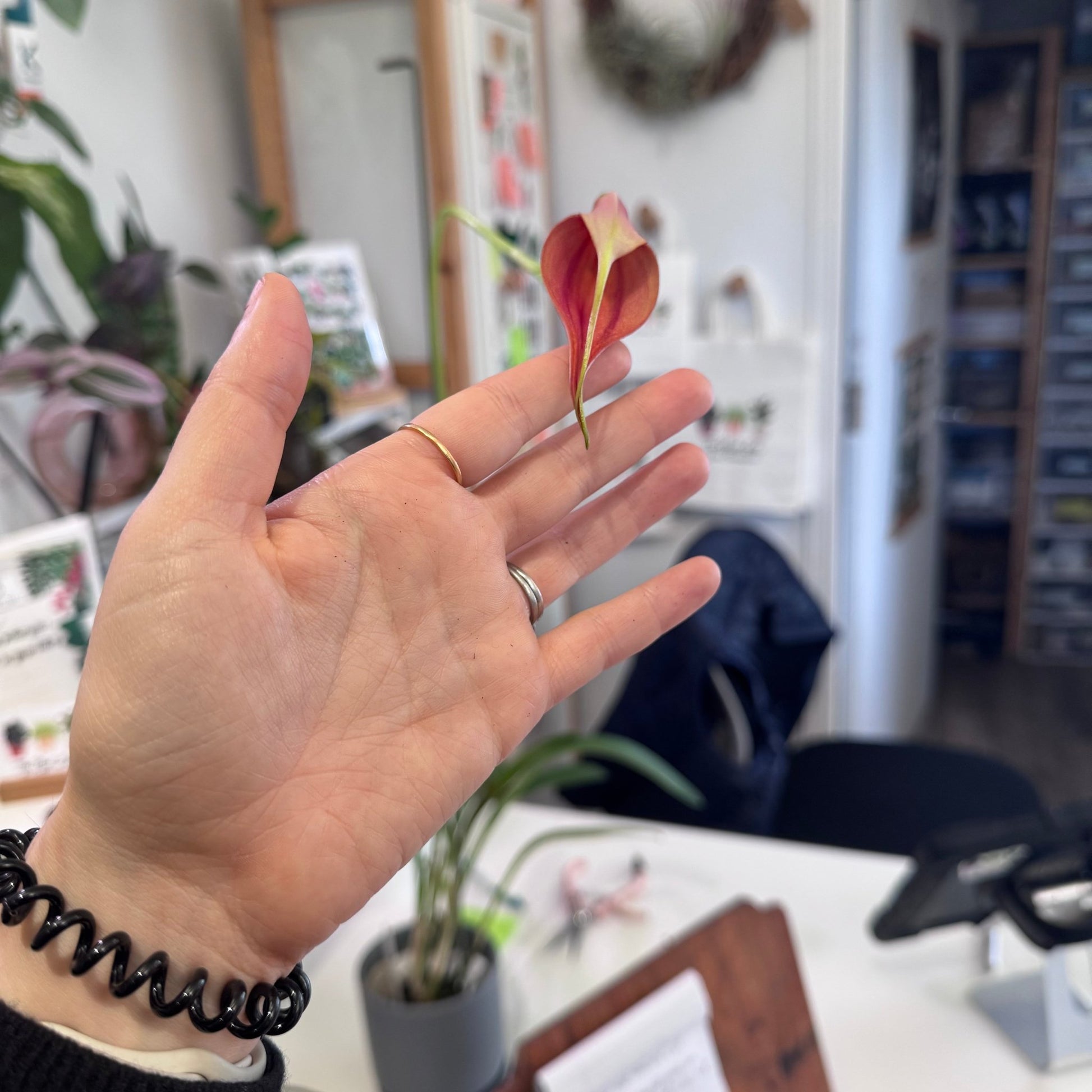 Masdevallia Samantha Kha x veitchiana - The Plant Lady SF