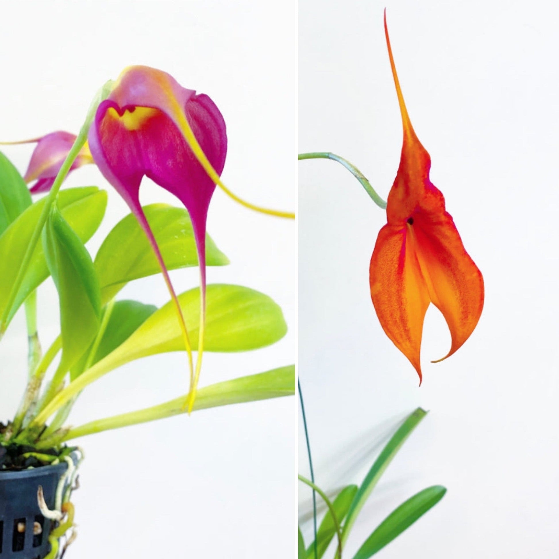 Masdevallia Samantha Kha x veitchiana - The Plant Lady SF