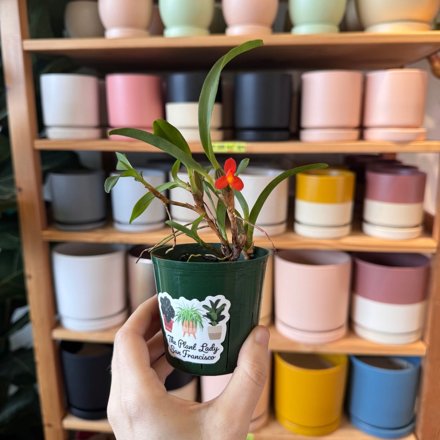 Maxillaria sophronitis - The Plant Lady SF