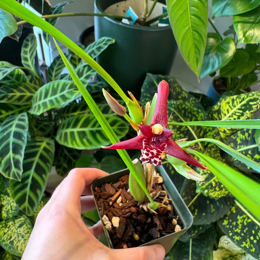 Maxillaria tenuifolia (Coconut Pie Orchid) - The Plant Lady SF