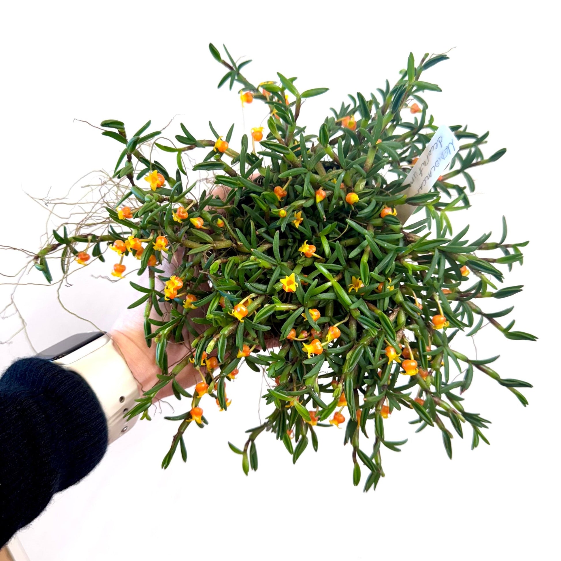 Mediocalcar decoratum (Candy Corn Orchid) - The Plant Lady SF