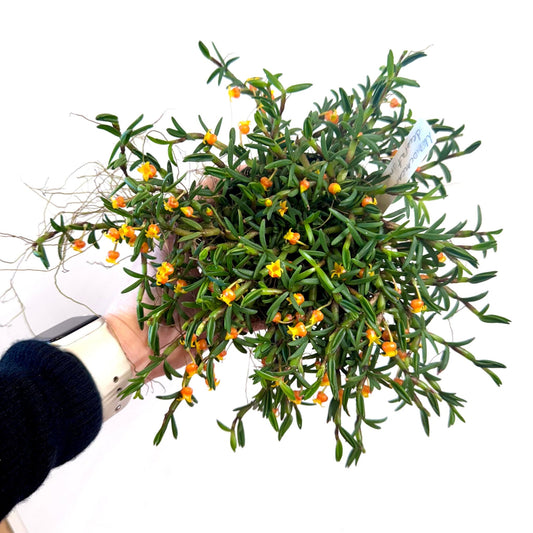 Mediocalcar decoratum (Candy Corn Orchid) - The Plant Lady SF