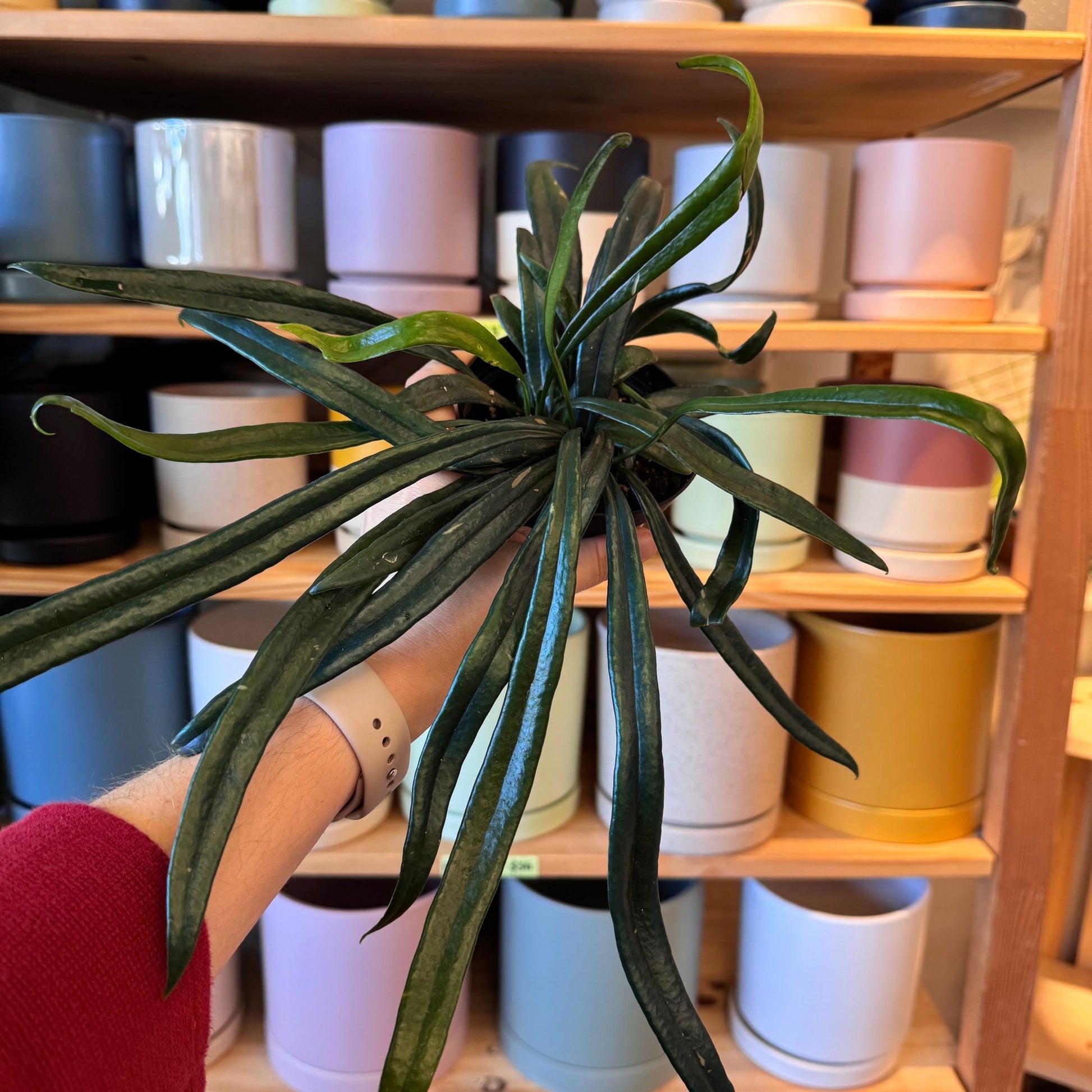 Microsorium thailandicum (Blue Oil Fern) - The Plant Lady SF