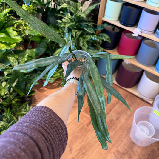 Microsorium thailandicum (Blue Oil Fern) - The Plant Lady SF