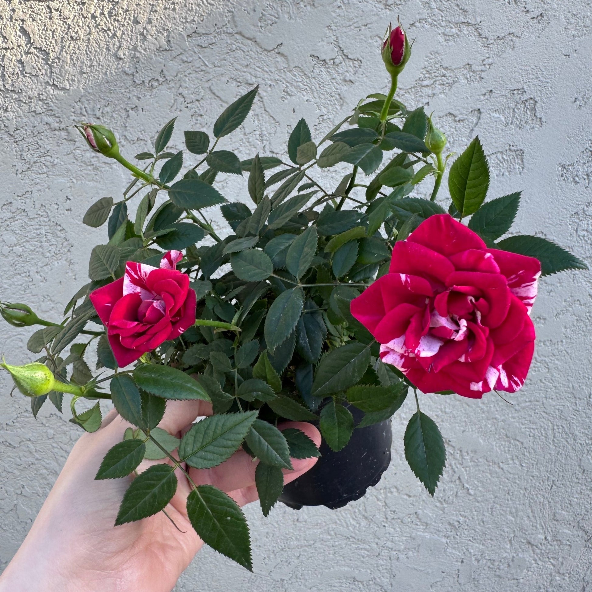 Mini Rose Bush (Assorted Colors) - The Plant Lady SF