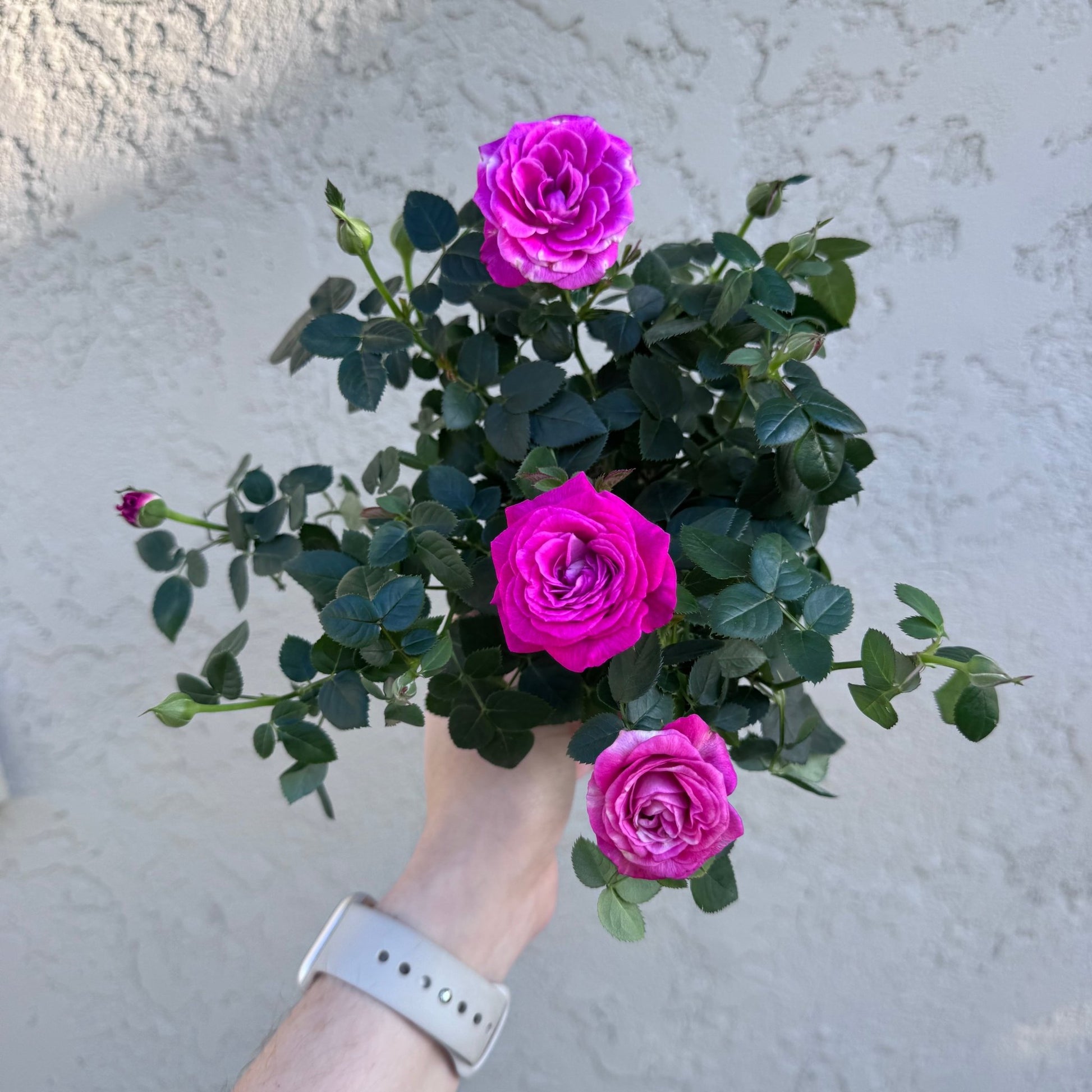 mini indoor rose plant Mini Rose Bush (Assorted Colors) – The Plant Lady SF