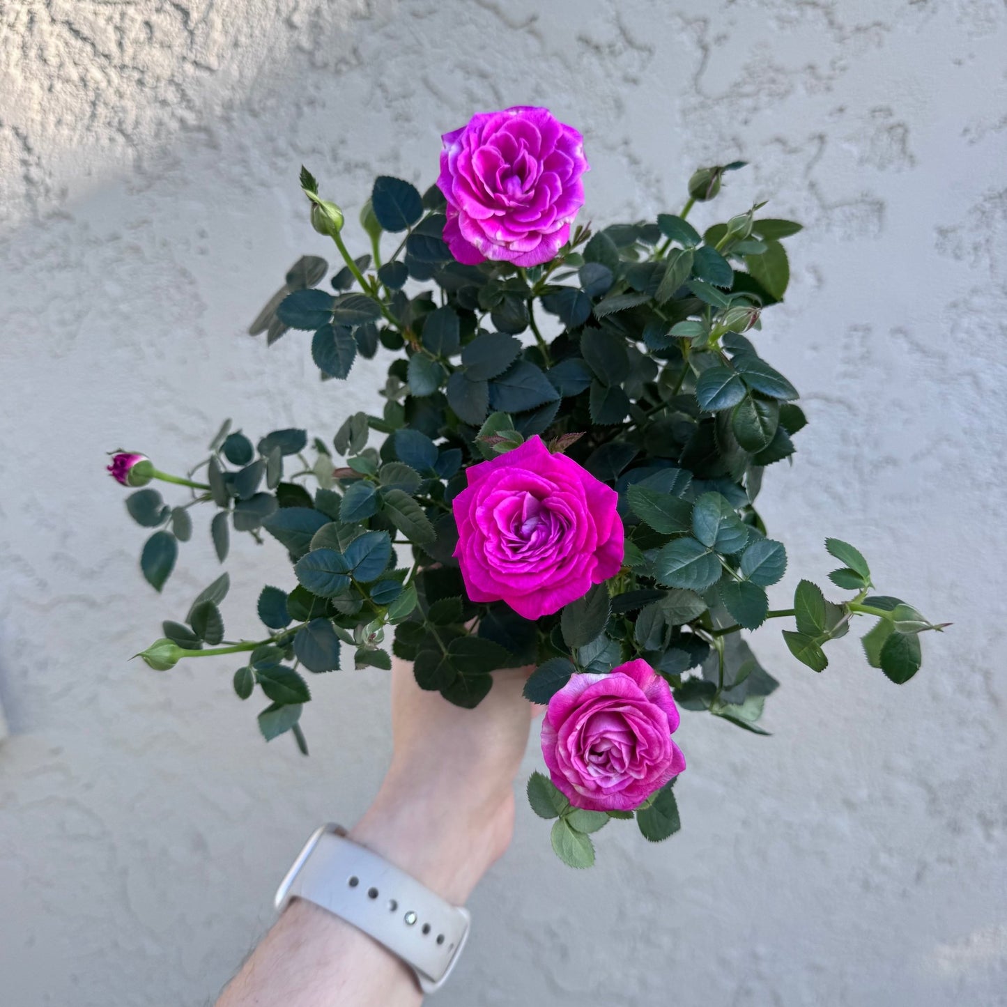 Mini Rose Bush (Assorted Colors) - The Plant Lady SF