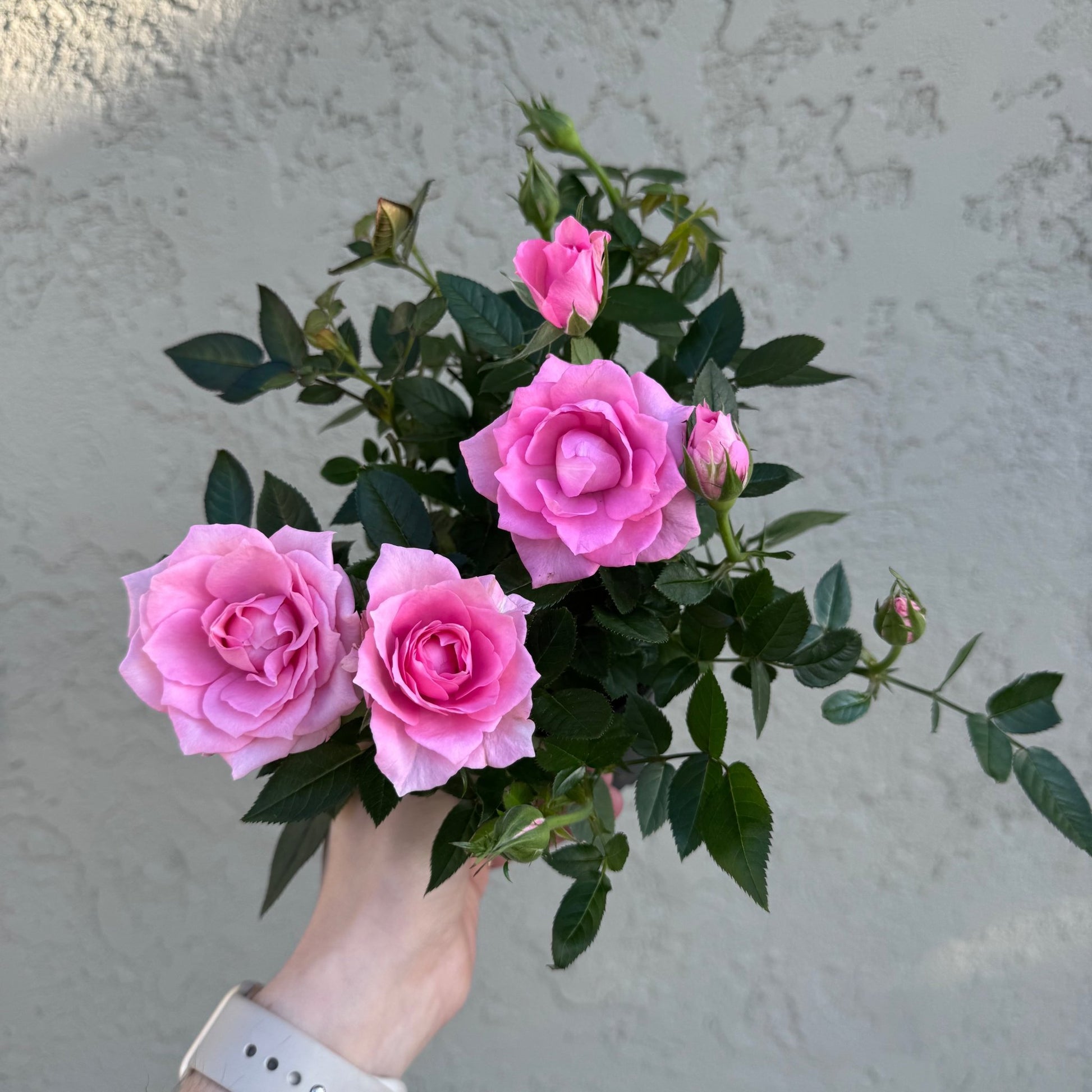 Mini Rose Bush (Assorted Colors) - The Plant Lady SF