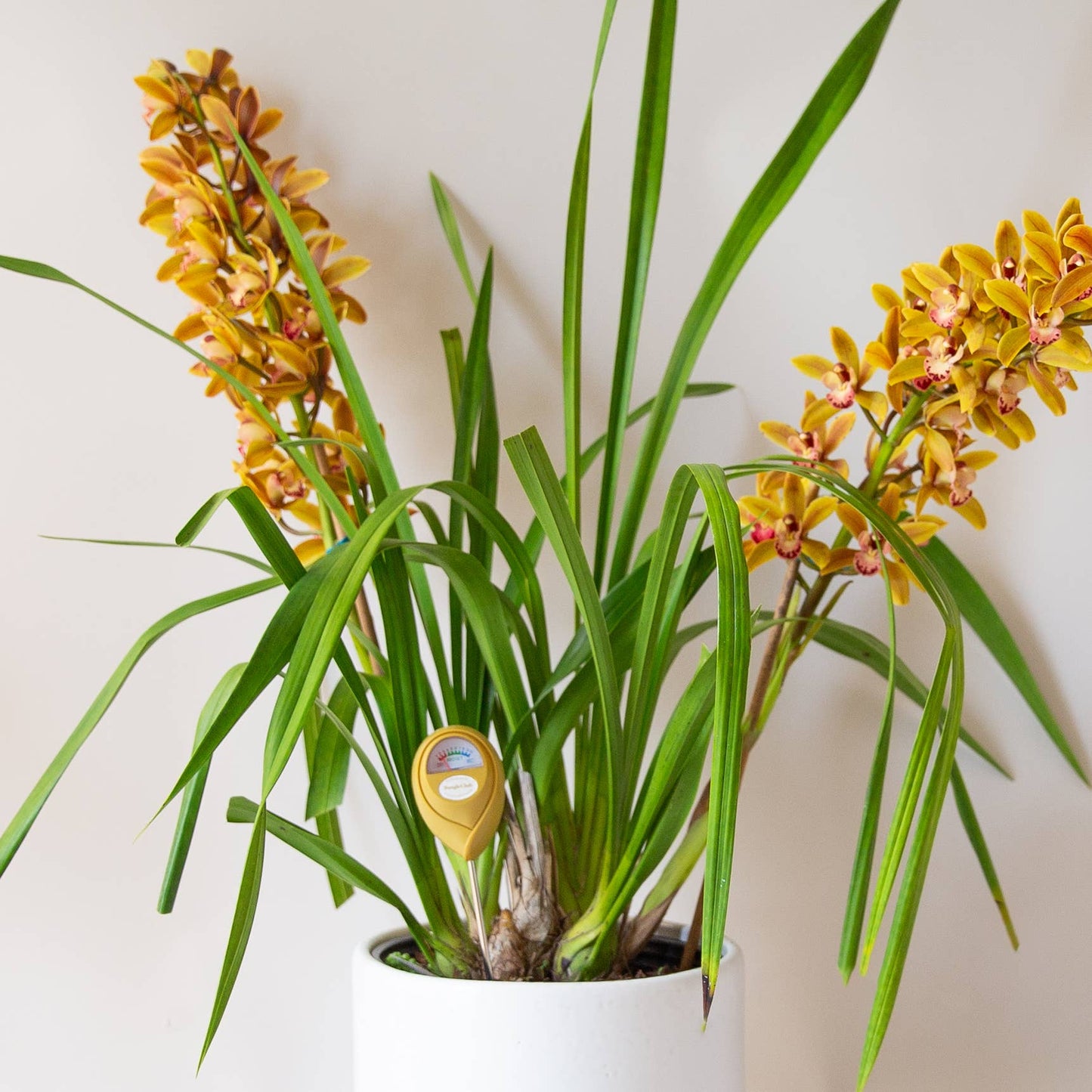 Moisture Meter - The Plant Lady SF