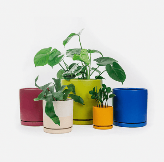 Momma Pots - 10.5" - The Plant Lady SF