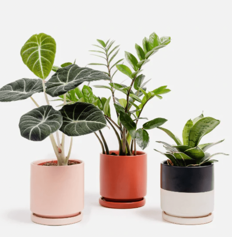 Momma Pots - 10.5" - The Plant Lady SF