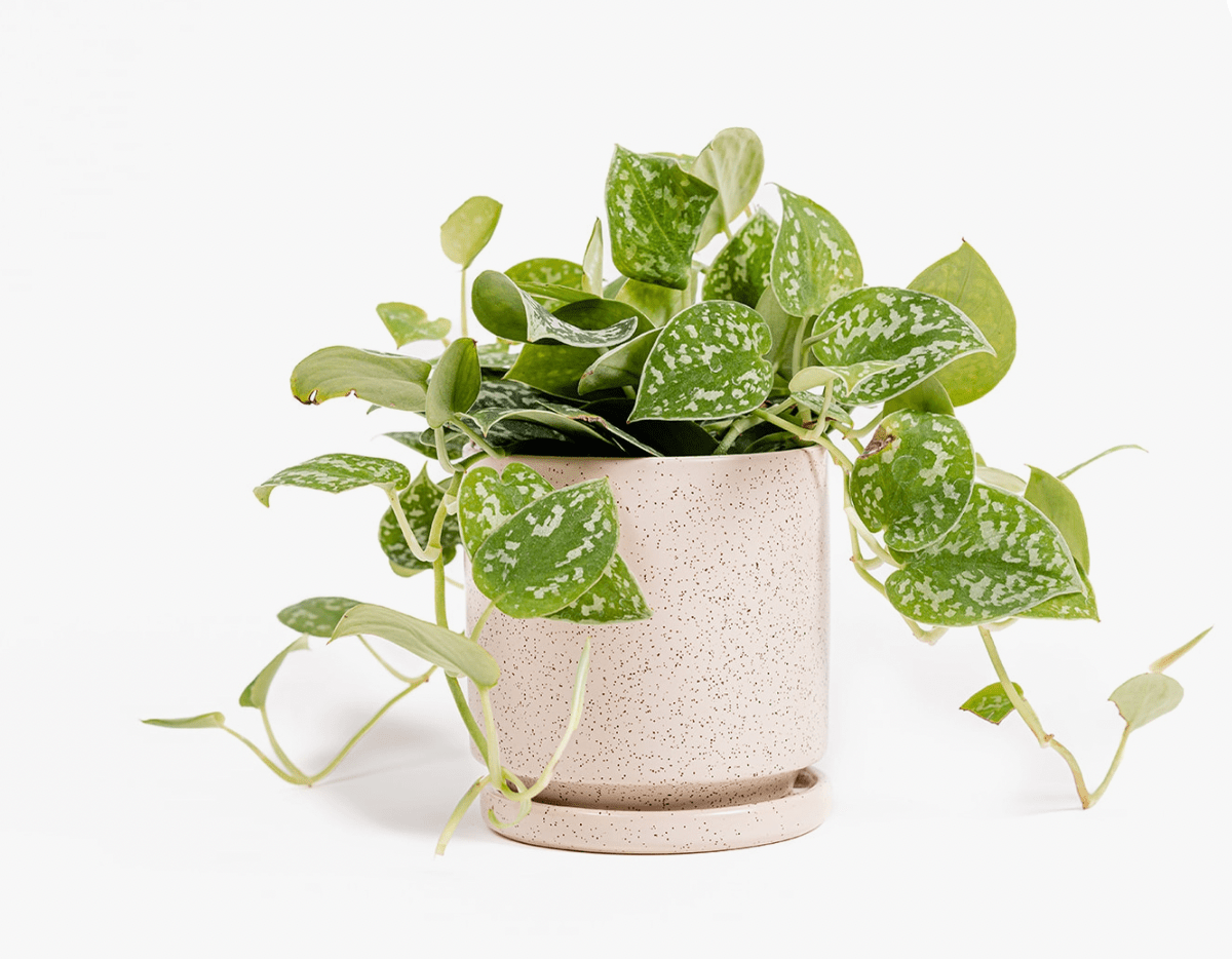 Momma Pots - 4.5" - The Plant Lady SF