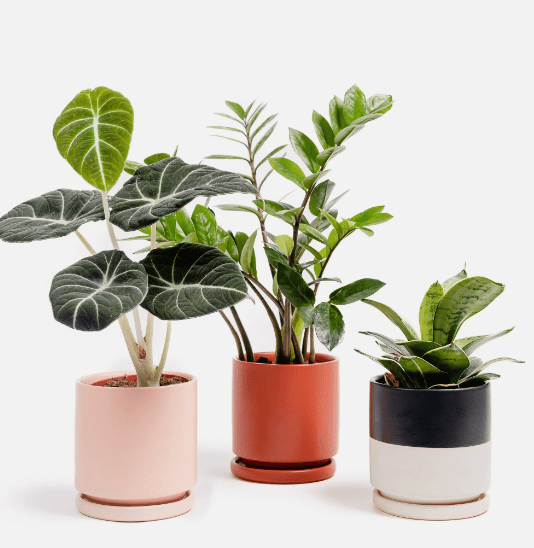 Momma Pots - 4.5" - The Plant Lady SF